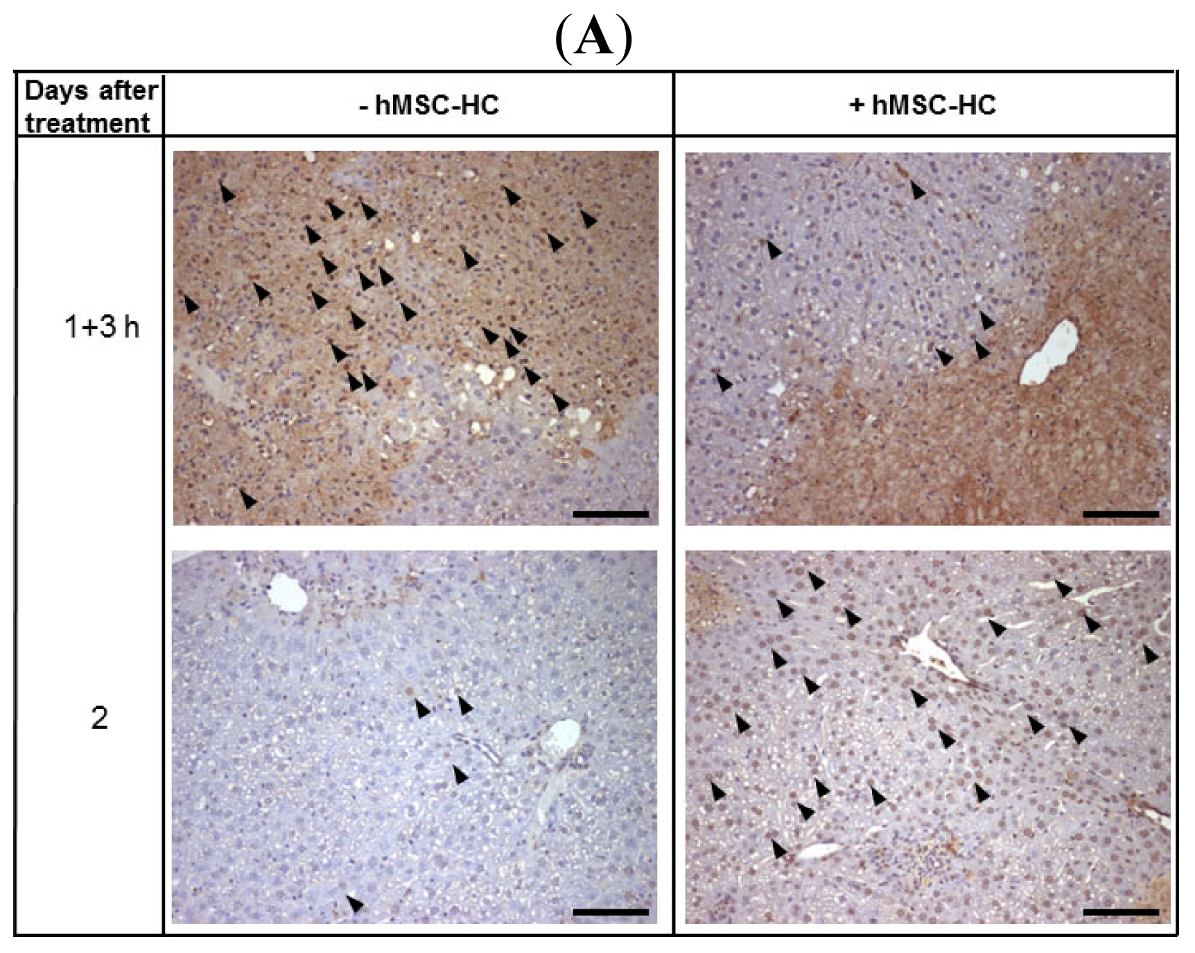 Ijms 15 07004f5a 1024