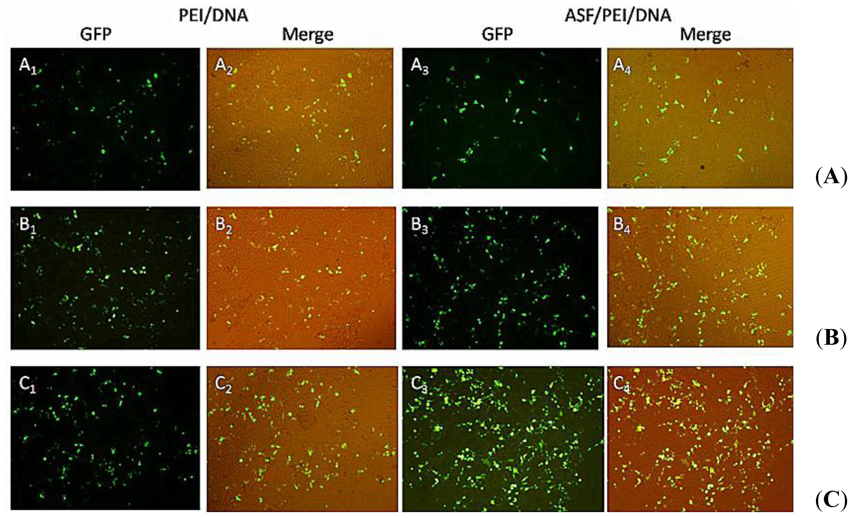 Ijms 15 07049f4 1024