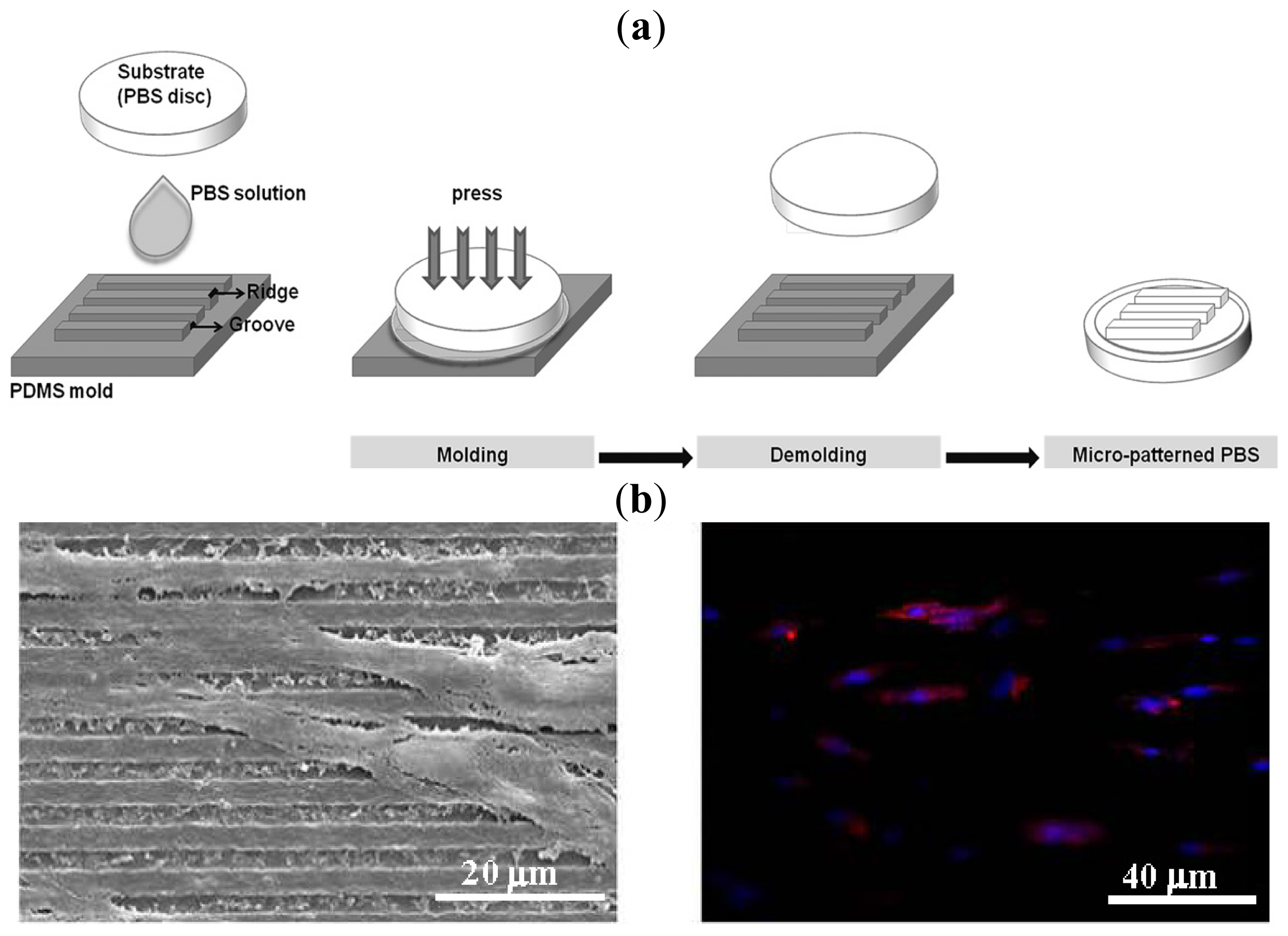 Ijms 15 07064f14 1024