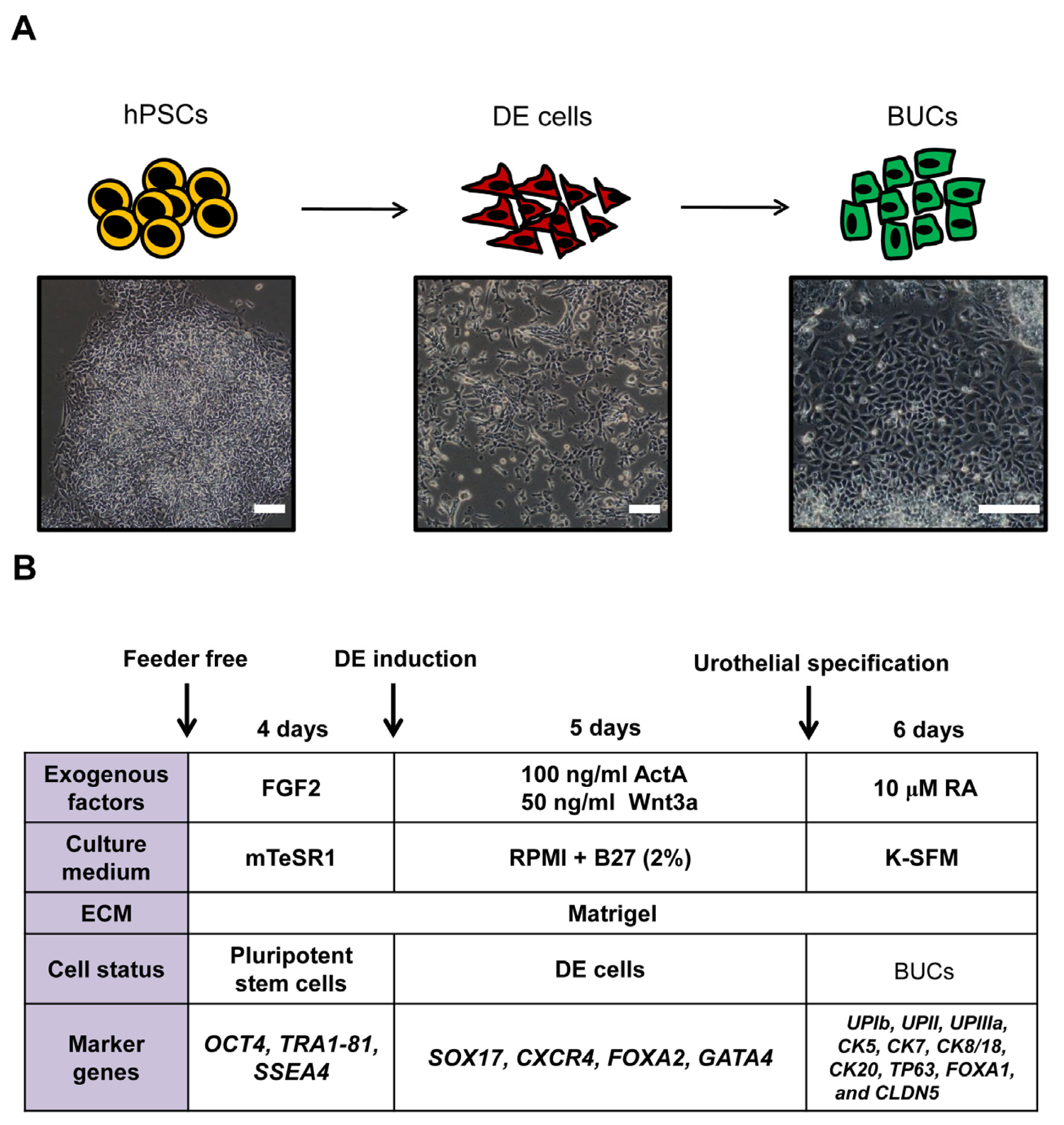 Ijms 15 07139f1 1024