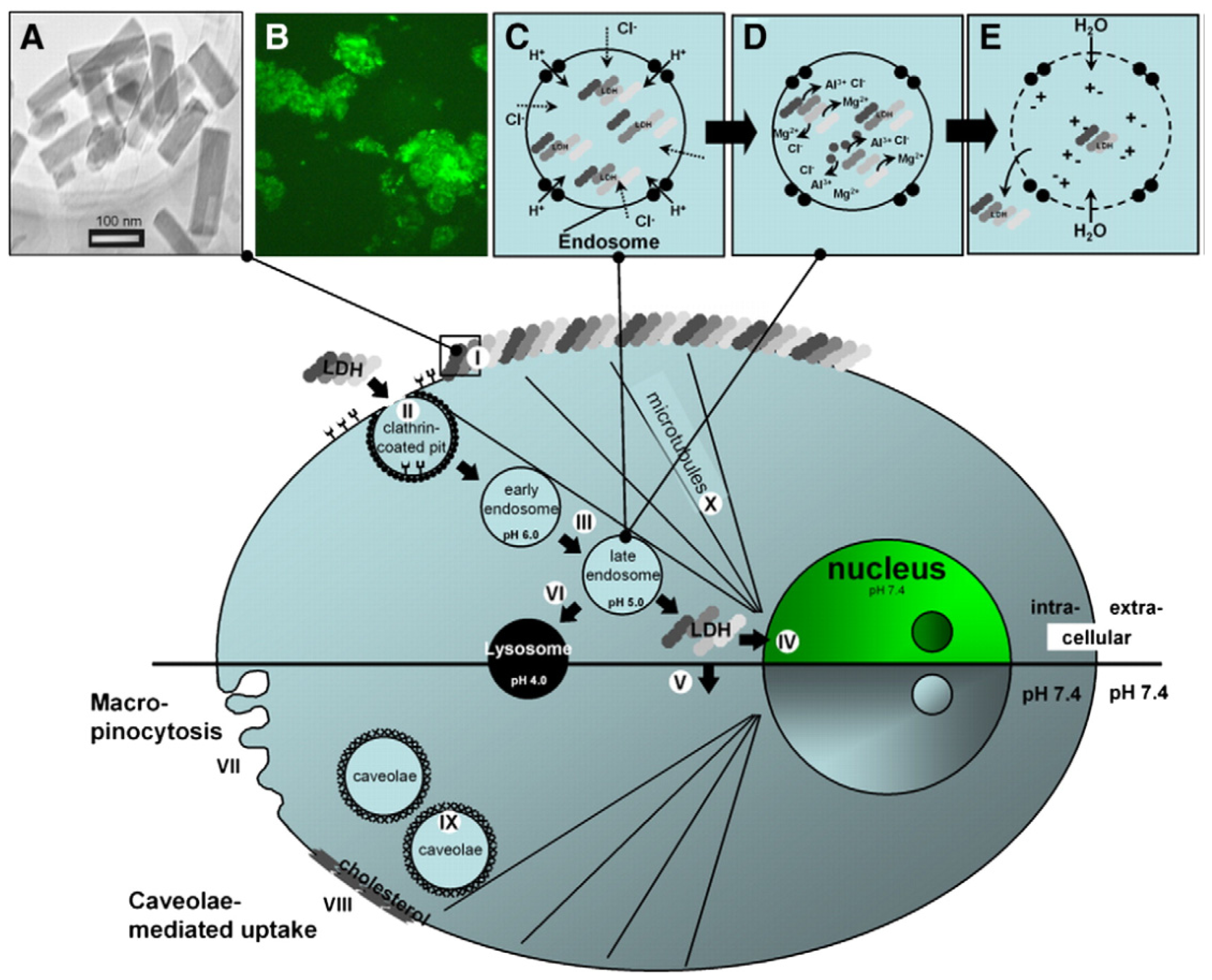 Ijms 15 07409f2 1024