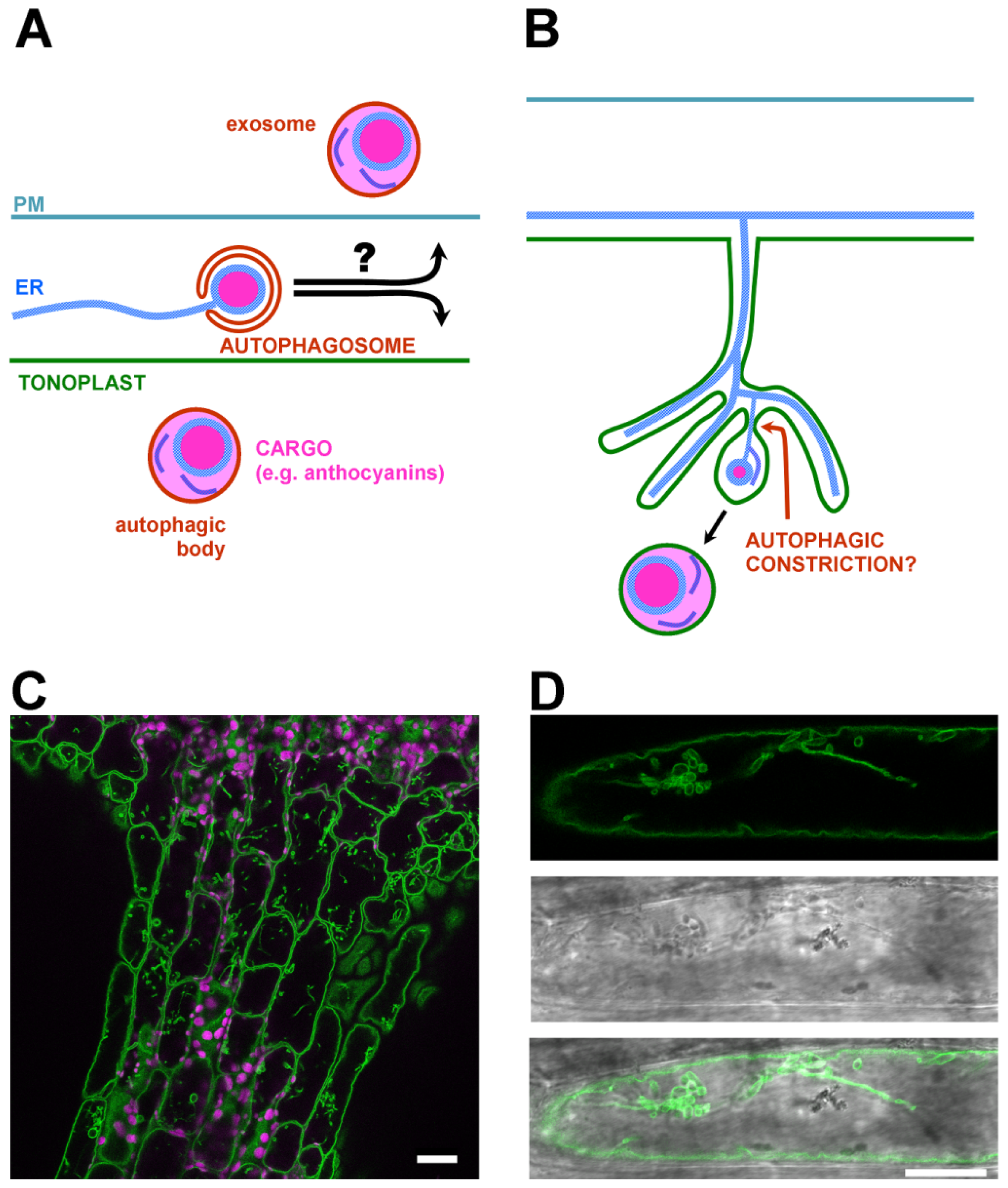 Ijms 15 07462f2 1024