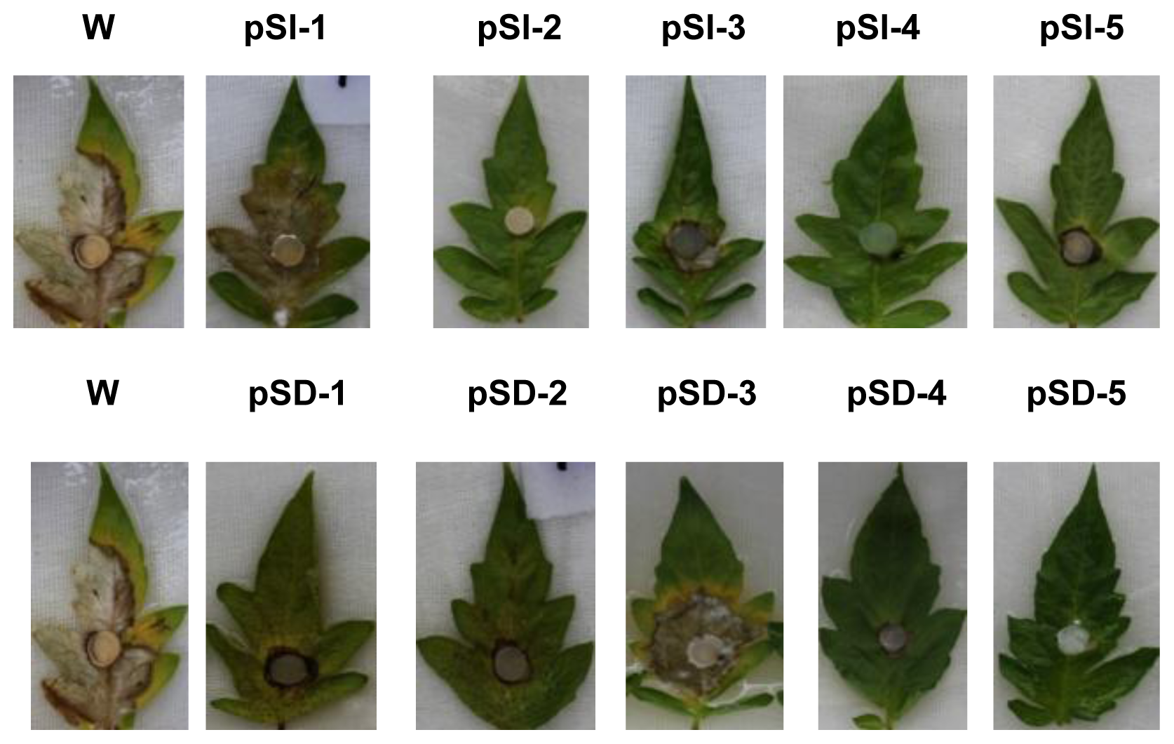 Ijms 15 08049f6 1024