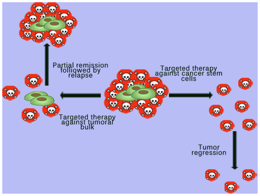 Cancer Stem Cells Biological Functions and Biology Diagrams