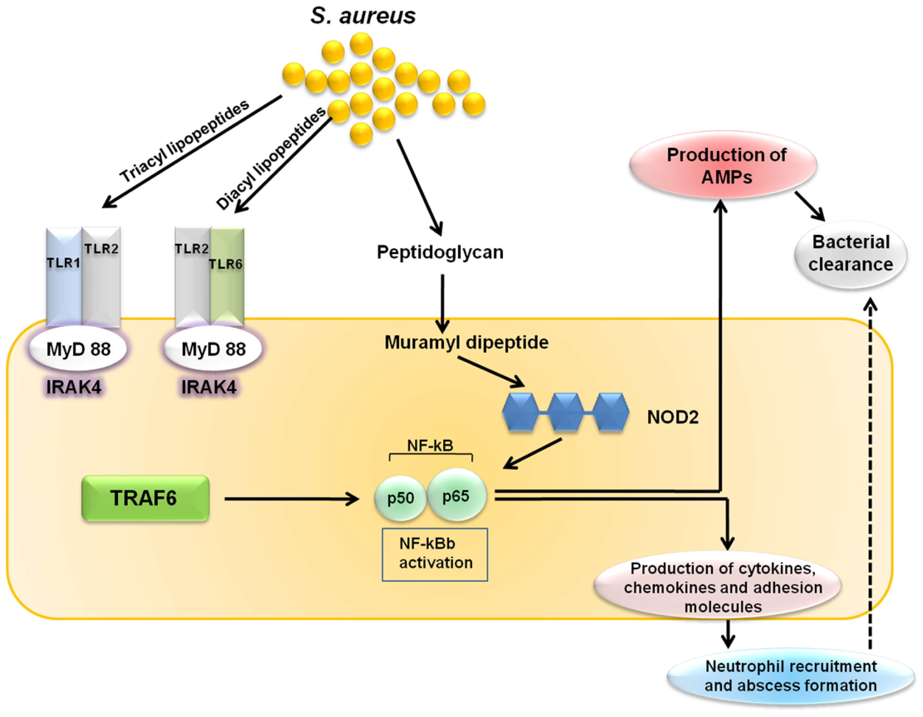 Adipocytes Armed against Staphylococcus aureus