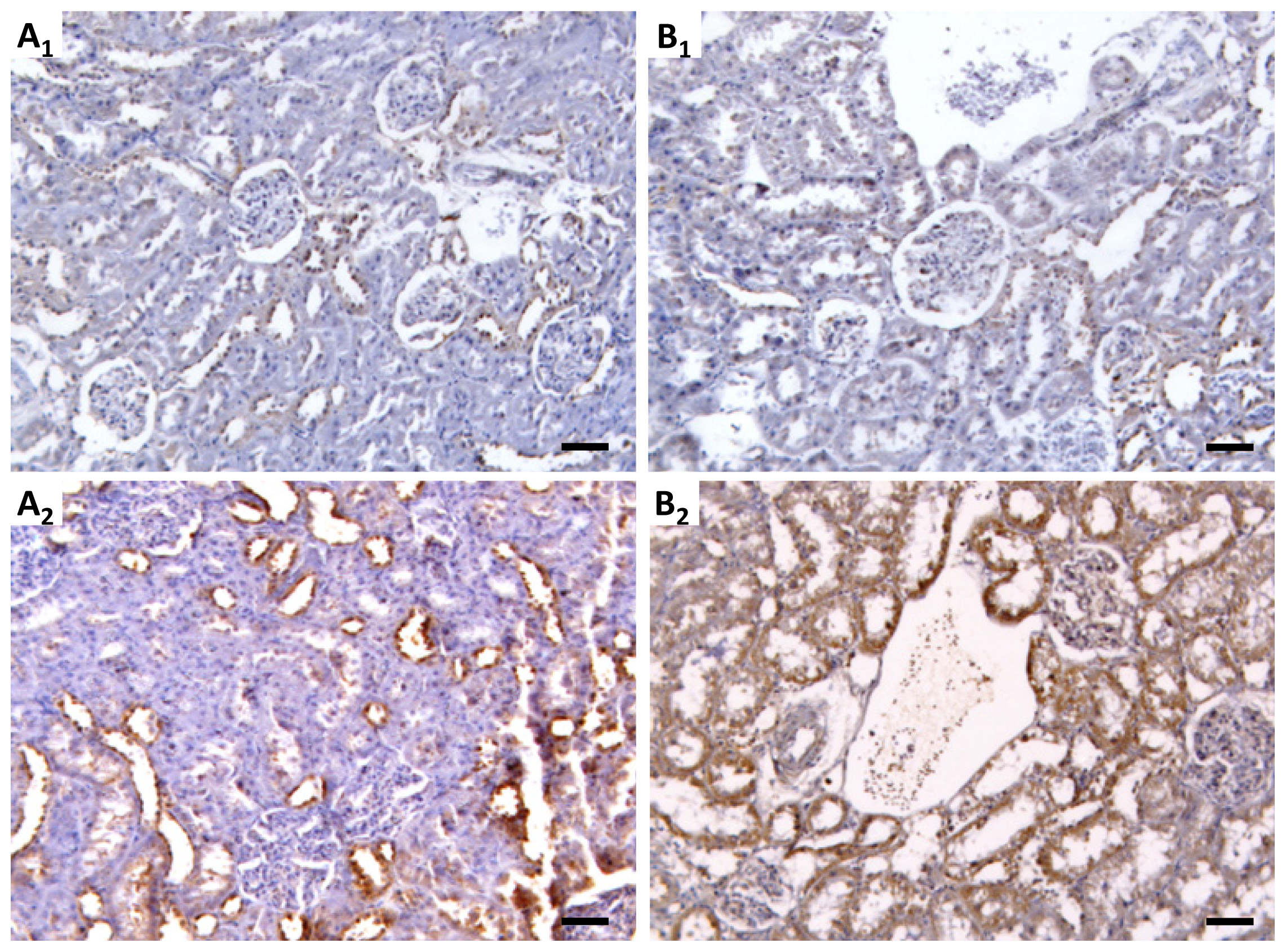 Ijms 15 08979f5a 1024