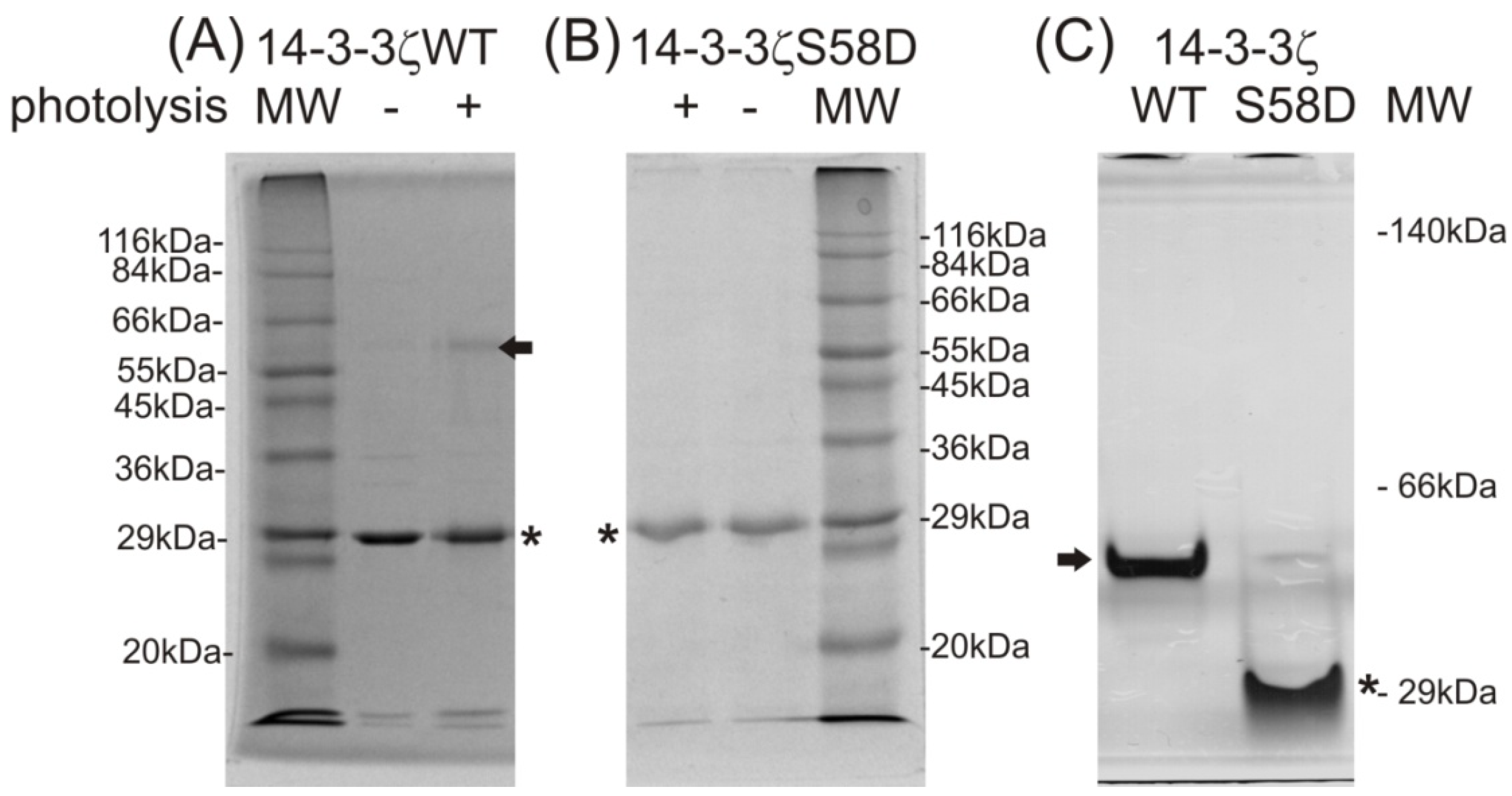 Ijms 15 09224 g002
