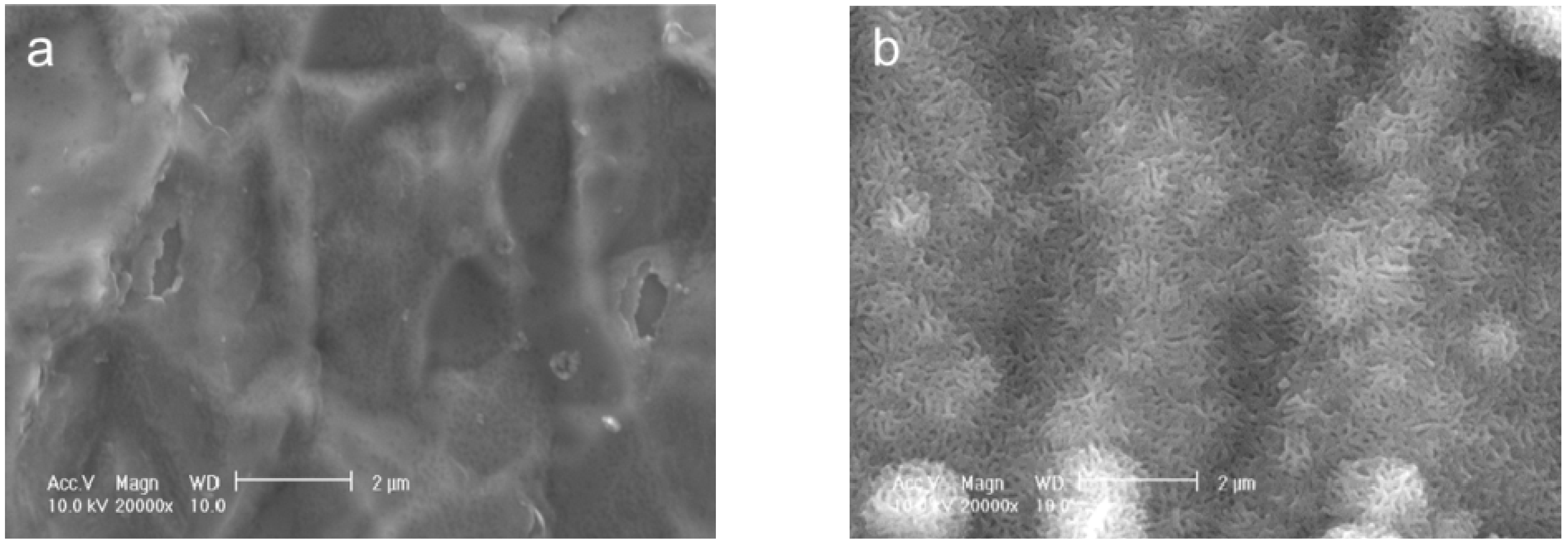 Ijms 15 09789 g001 1024