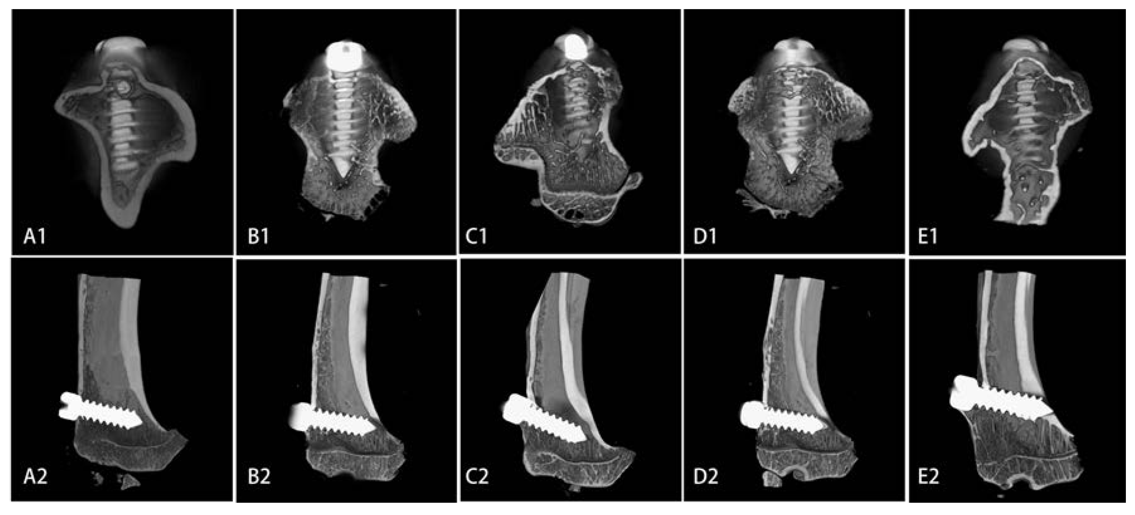 Ijms 15 09952 g004 1024