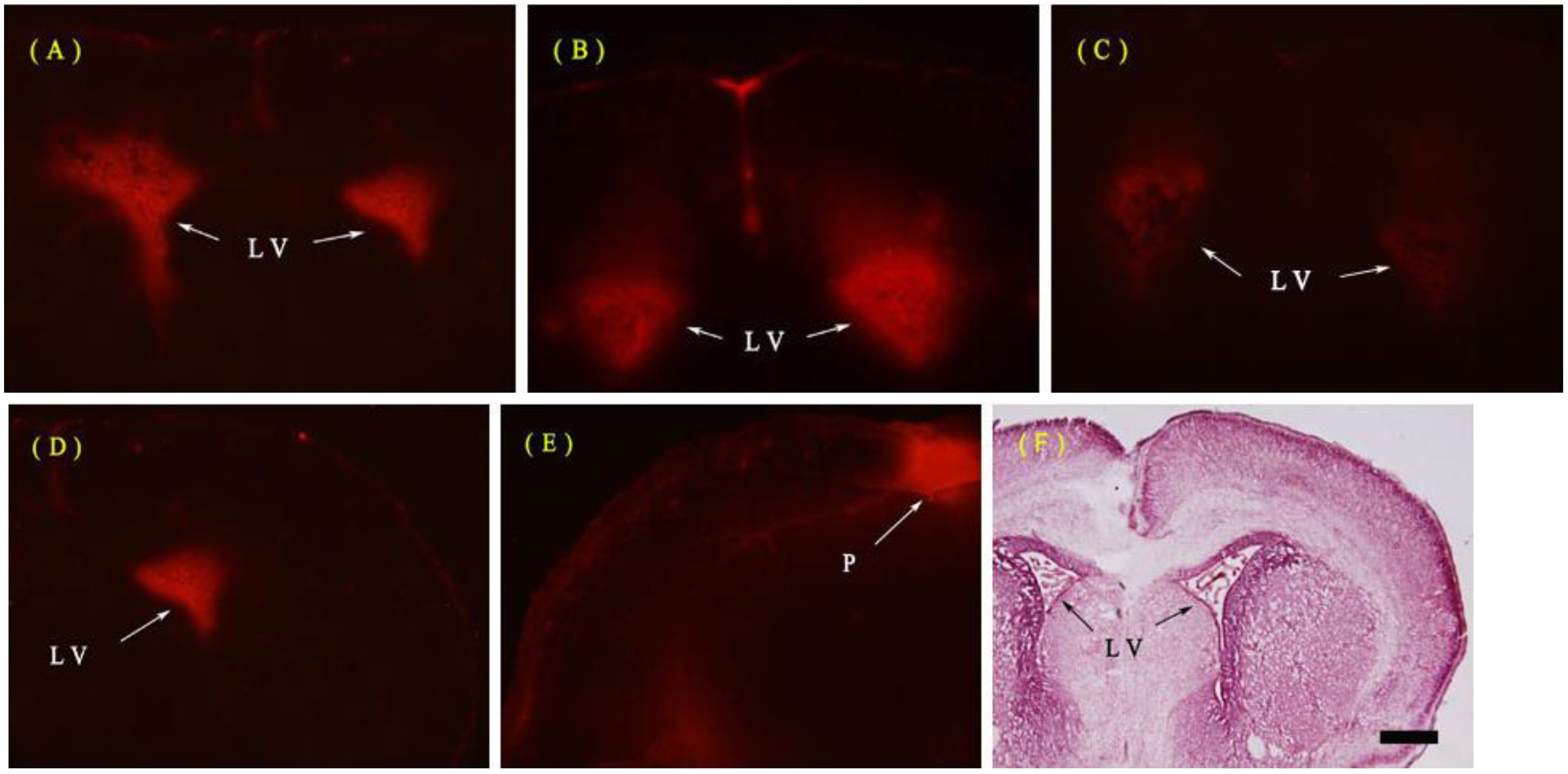 Ijms 15 10101 g001 1024