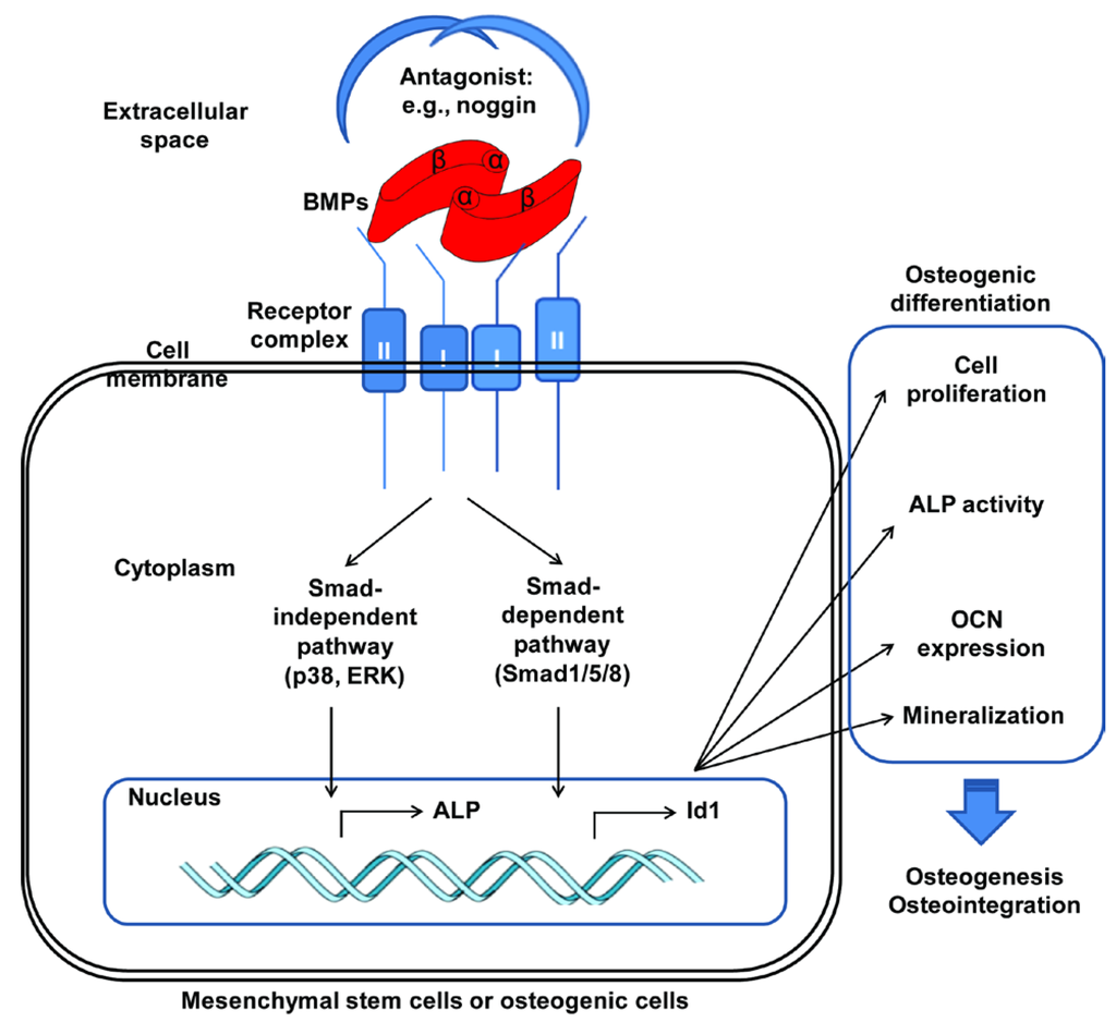 IJMS | Free Full-Text | BMP-Functionalised Coatings to Promote