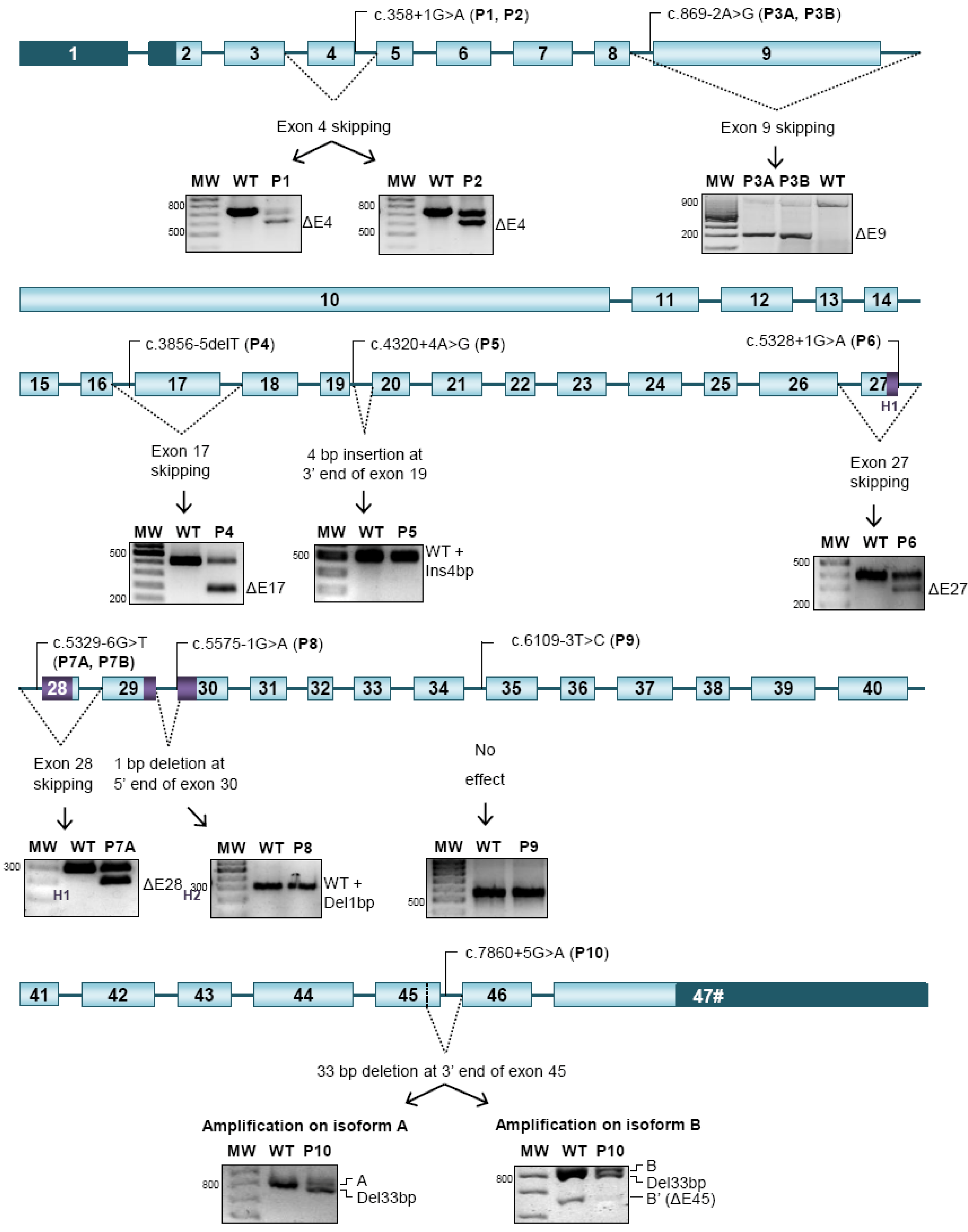 Ijms 15 10350 g001 1024