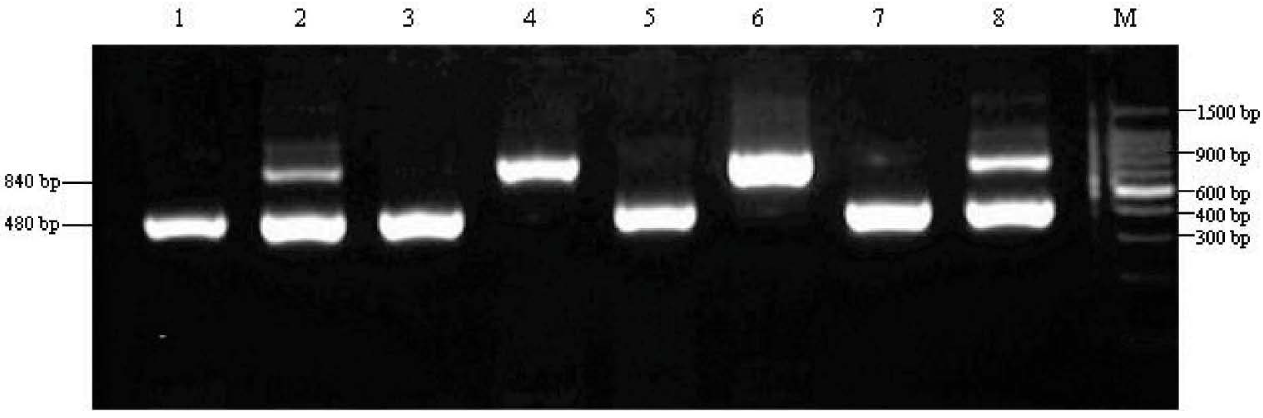 Ijms 15 10766 g003 1024