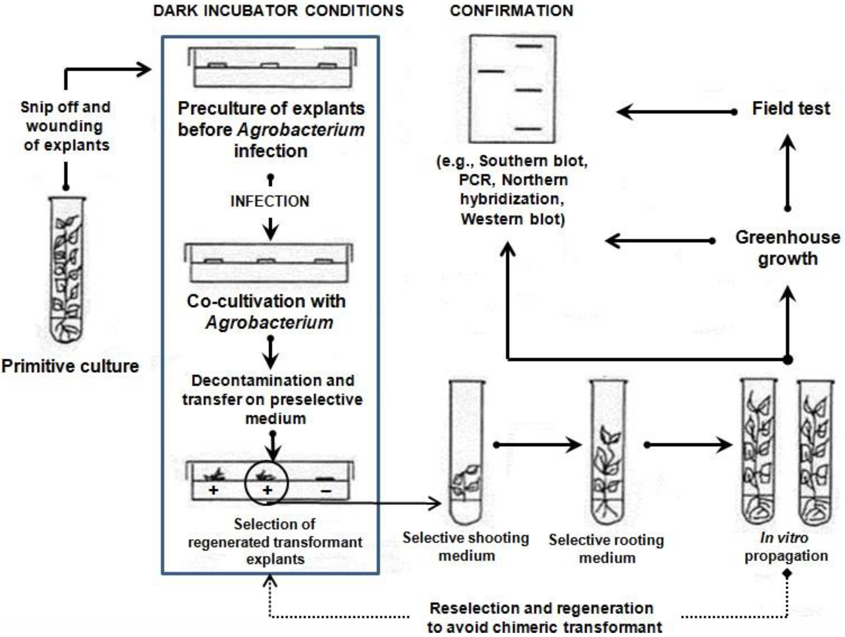 Ijms 15 10780 g001 1024