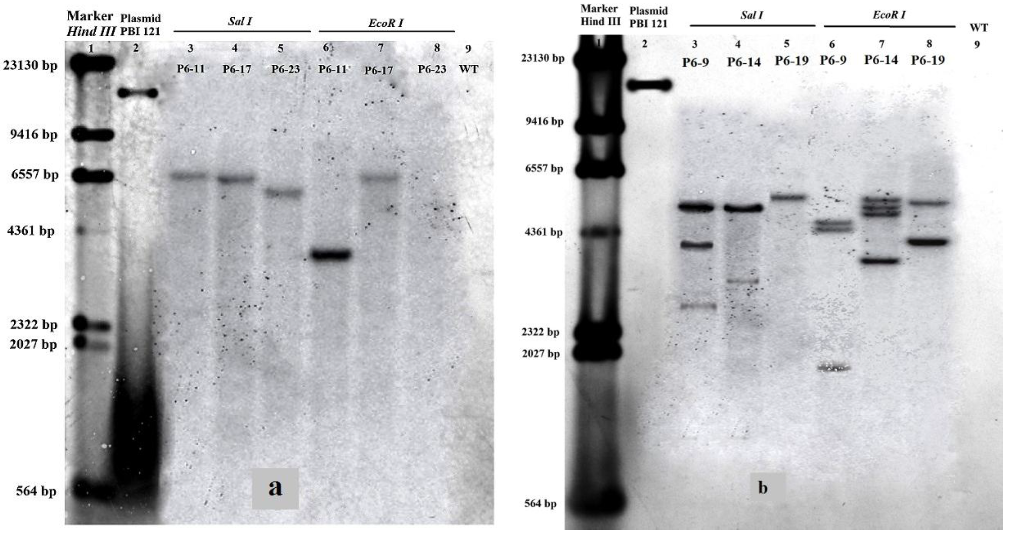 Ijms 15 10780 g005 1024