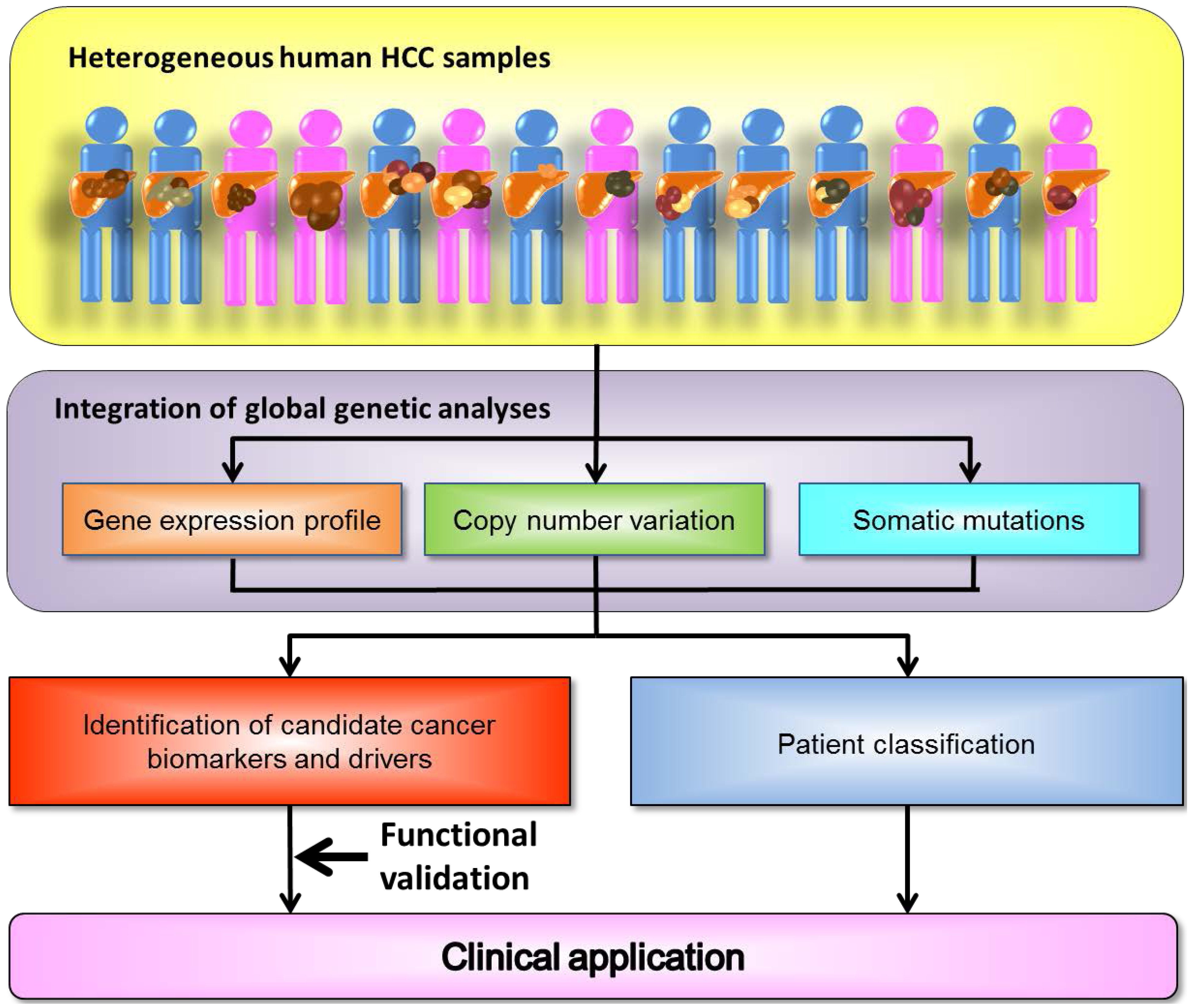 Ijms Free Full Text Identification Of Drivers From Cancer Genome Diversity In Hepatocellular Carcinoma Html