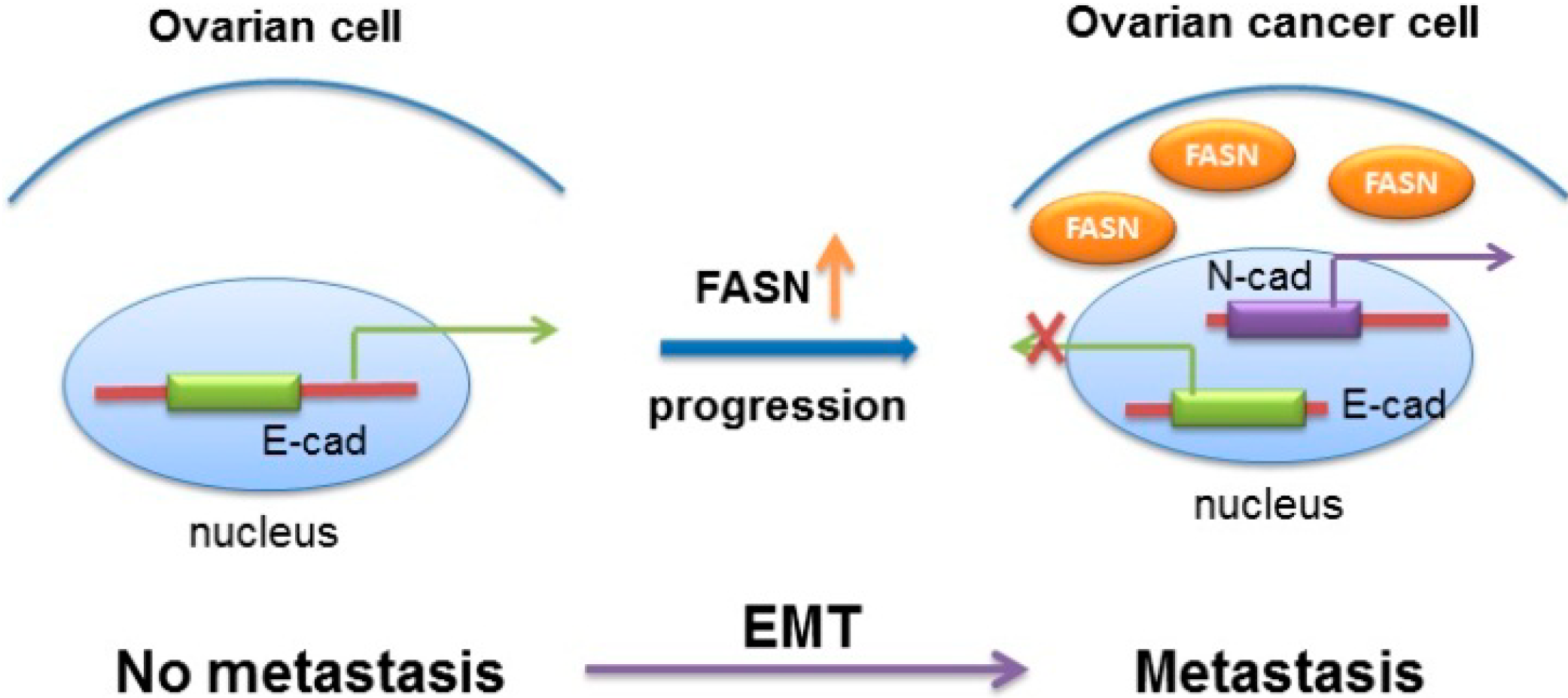 Ijms 15 11539 g006 1024