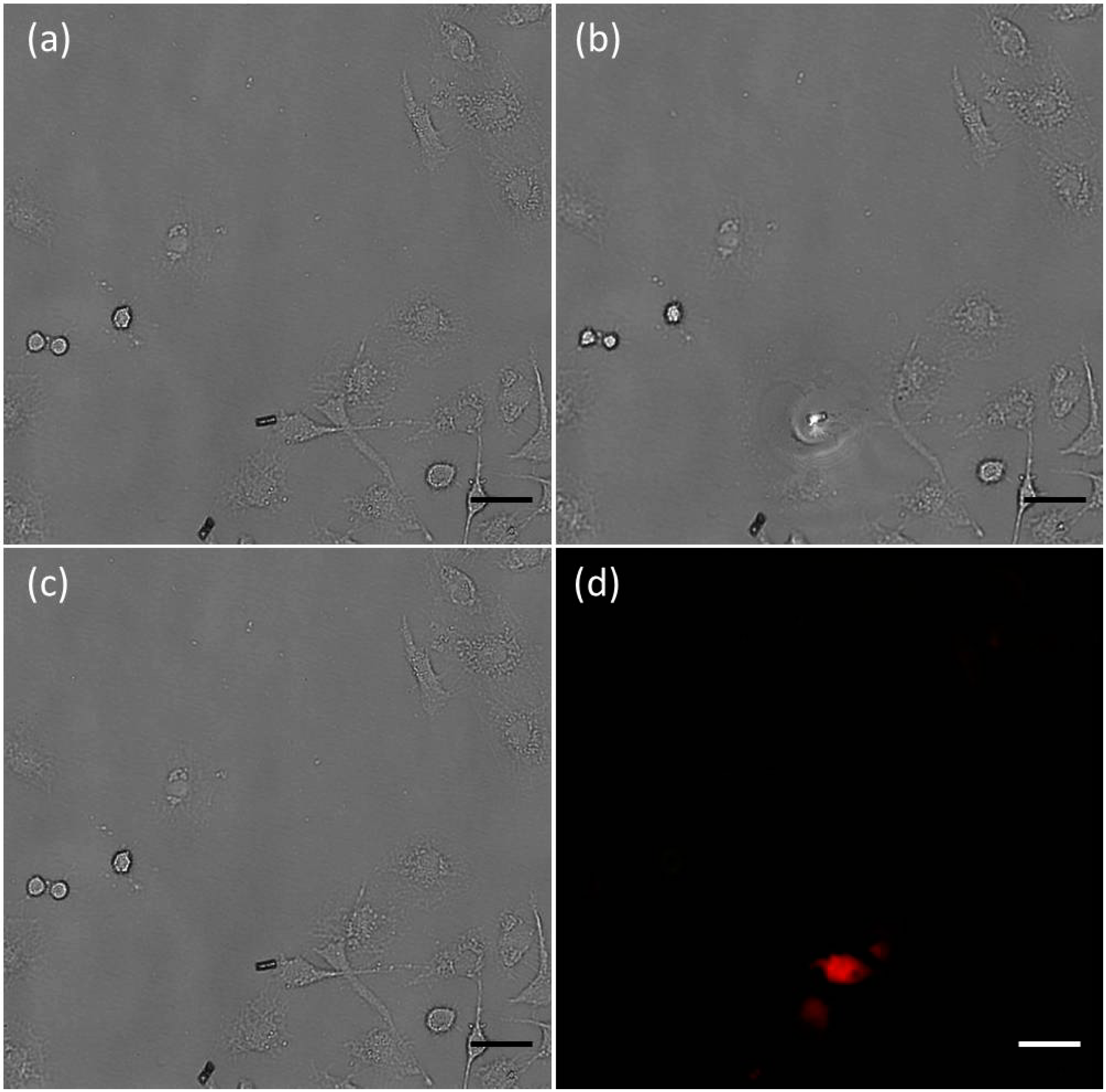 Ijms 15 11730 g006 1024