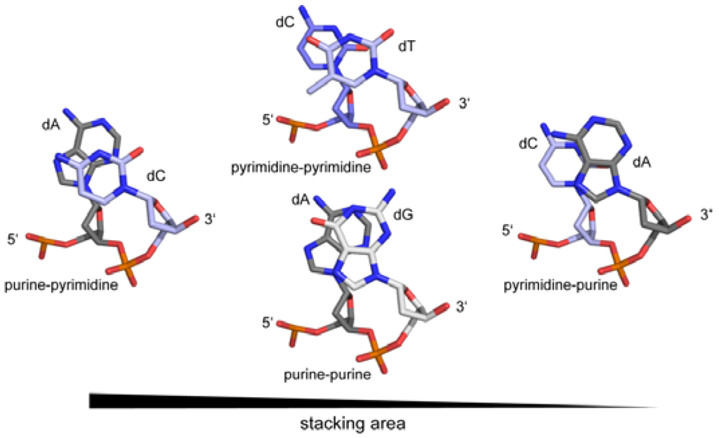in dna, a purine must always pair with a pyrimidine and vice versa in order to ensure that in dna, a purine must always pair with a pyrimidine and vice versa in order to ensure that