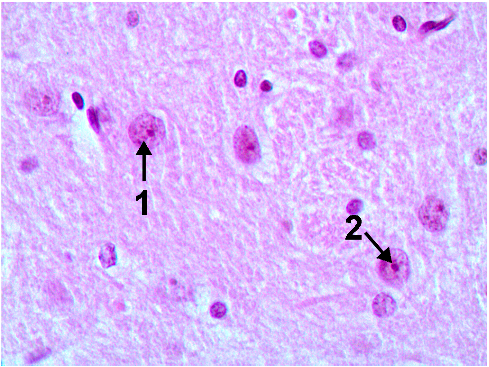 Ijms 15 12379 g007 1024