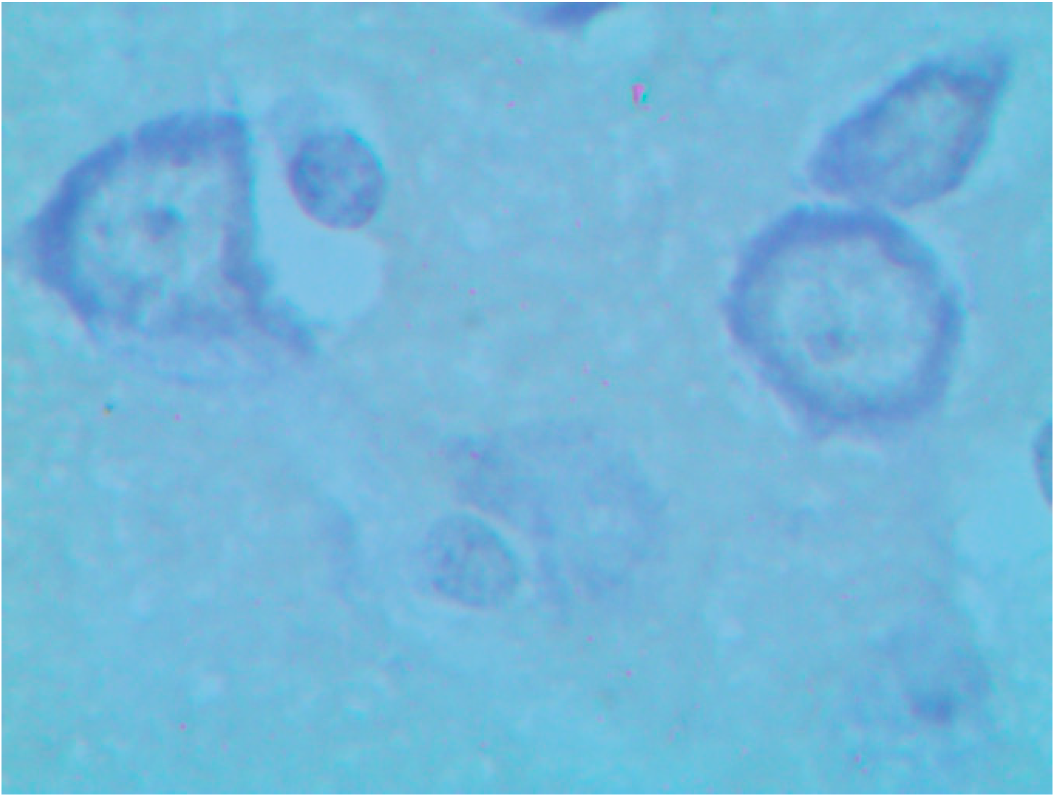 Ijms 15 12379 g012 1024