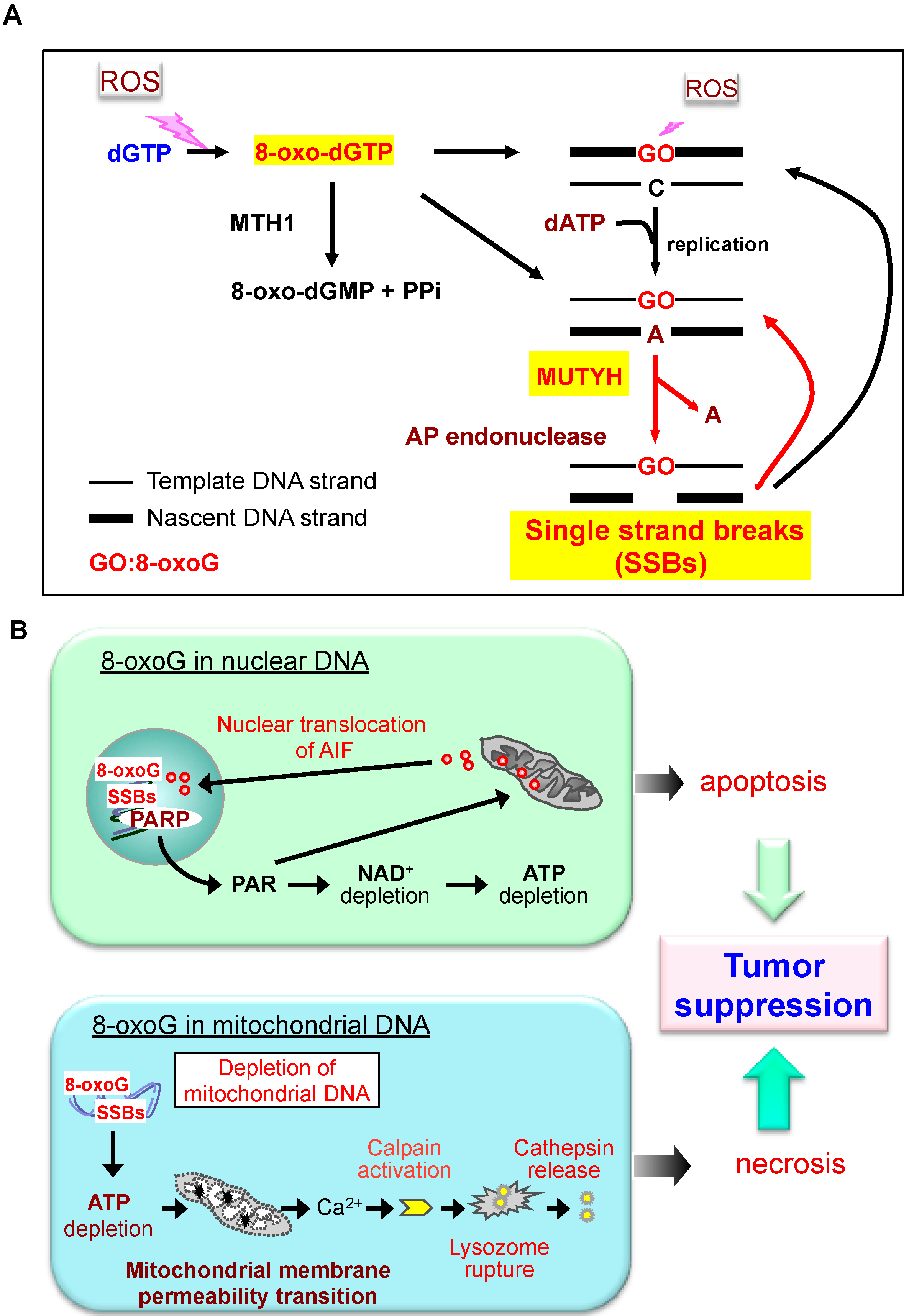 Ijms 15 12543 g003 1024