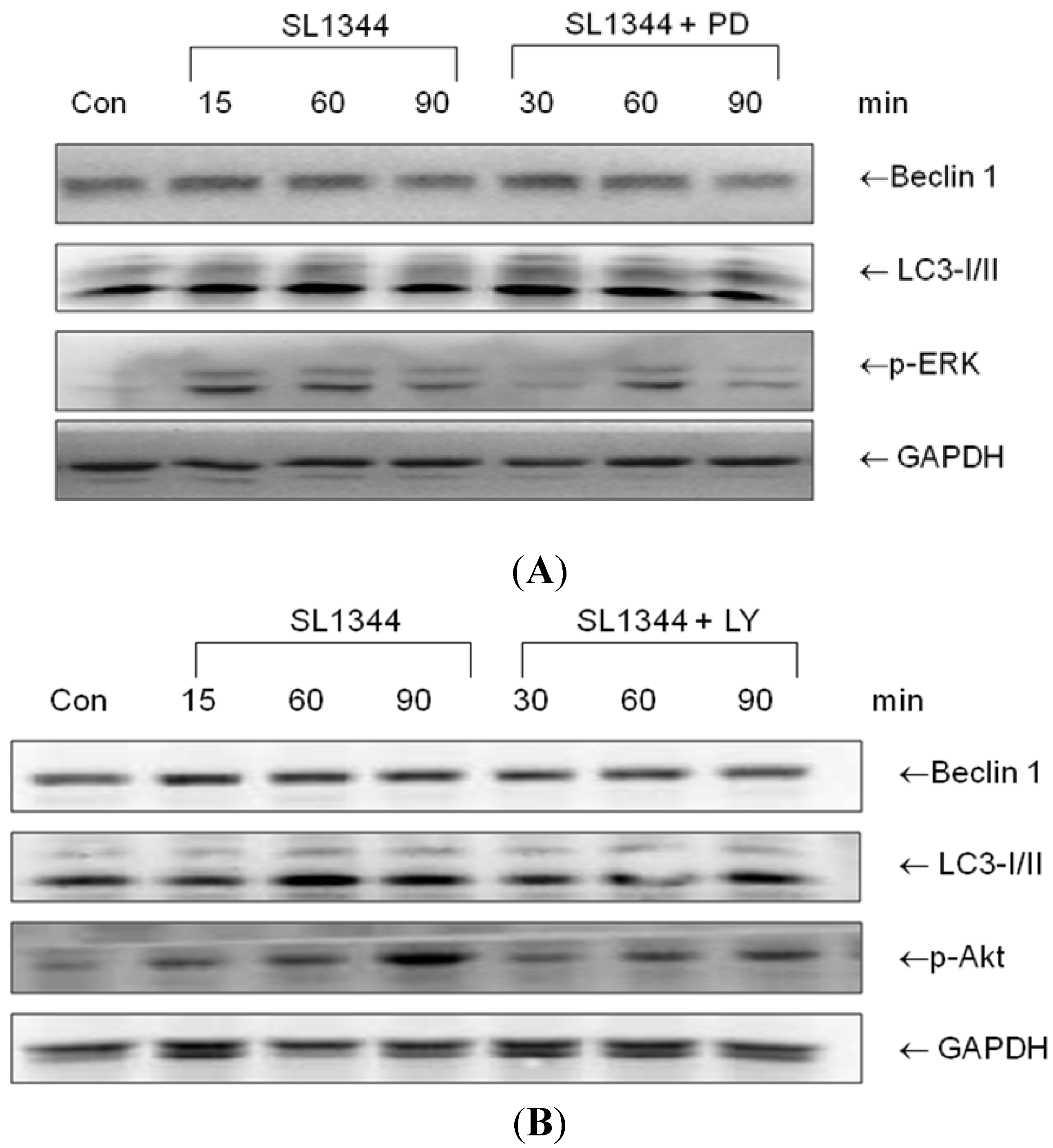 Ijms 15 12558 g002 1024