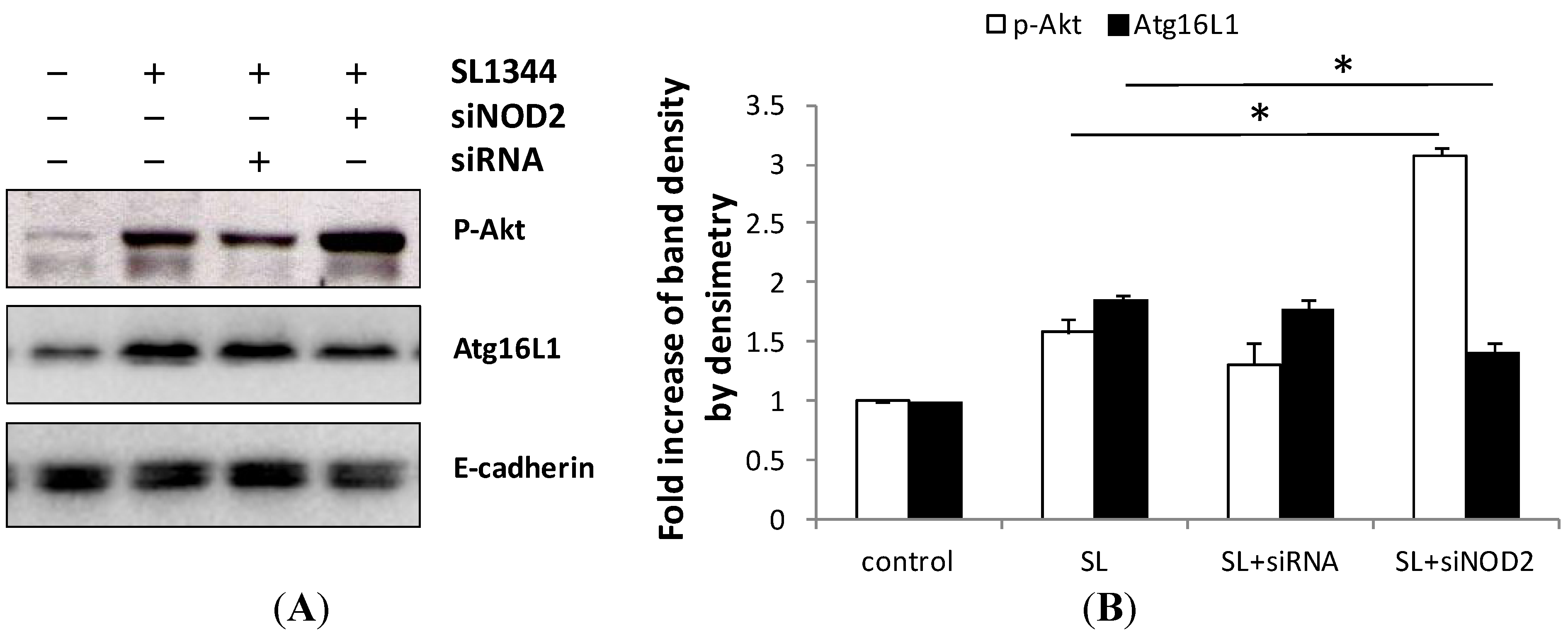 Ijms 15 12558 g005 1024