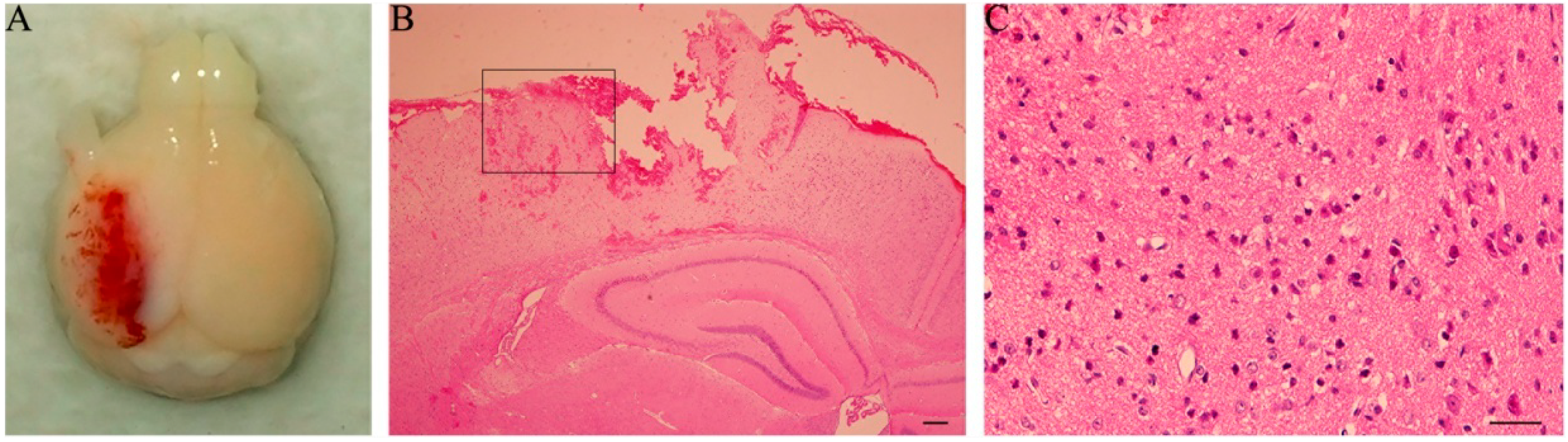 Ijms 15 12651 g001 1024