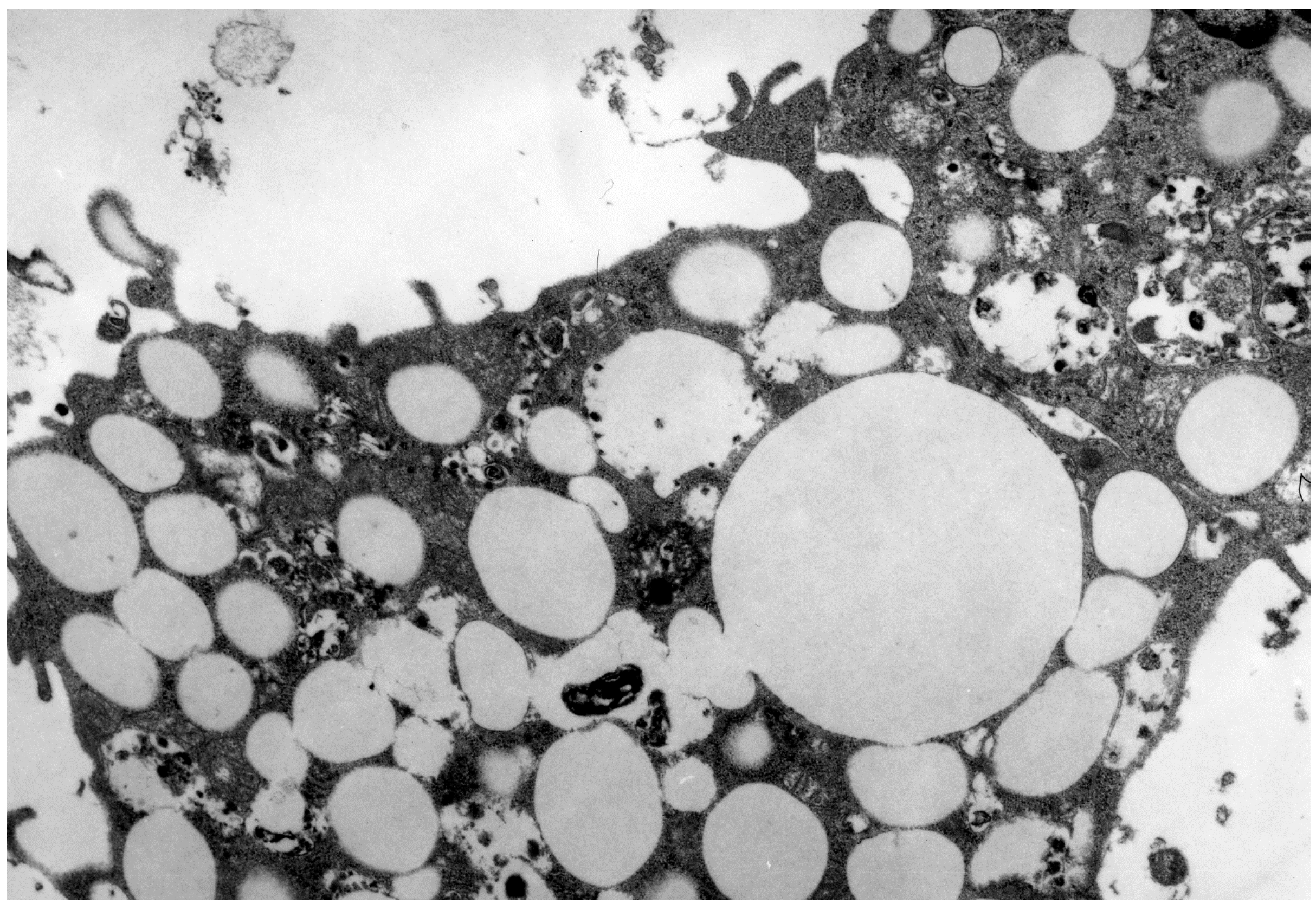 Ijms 15 12807 g001 1024