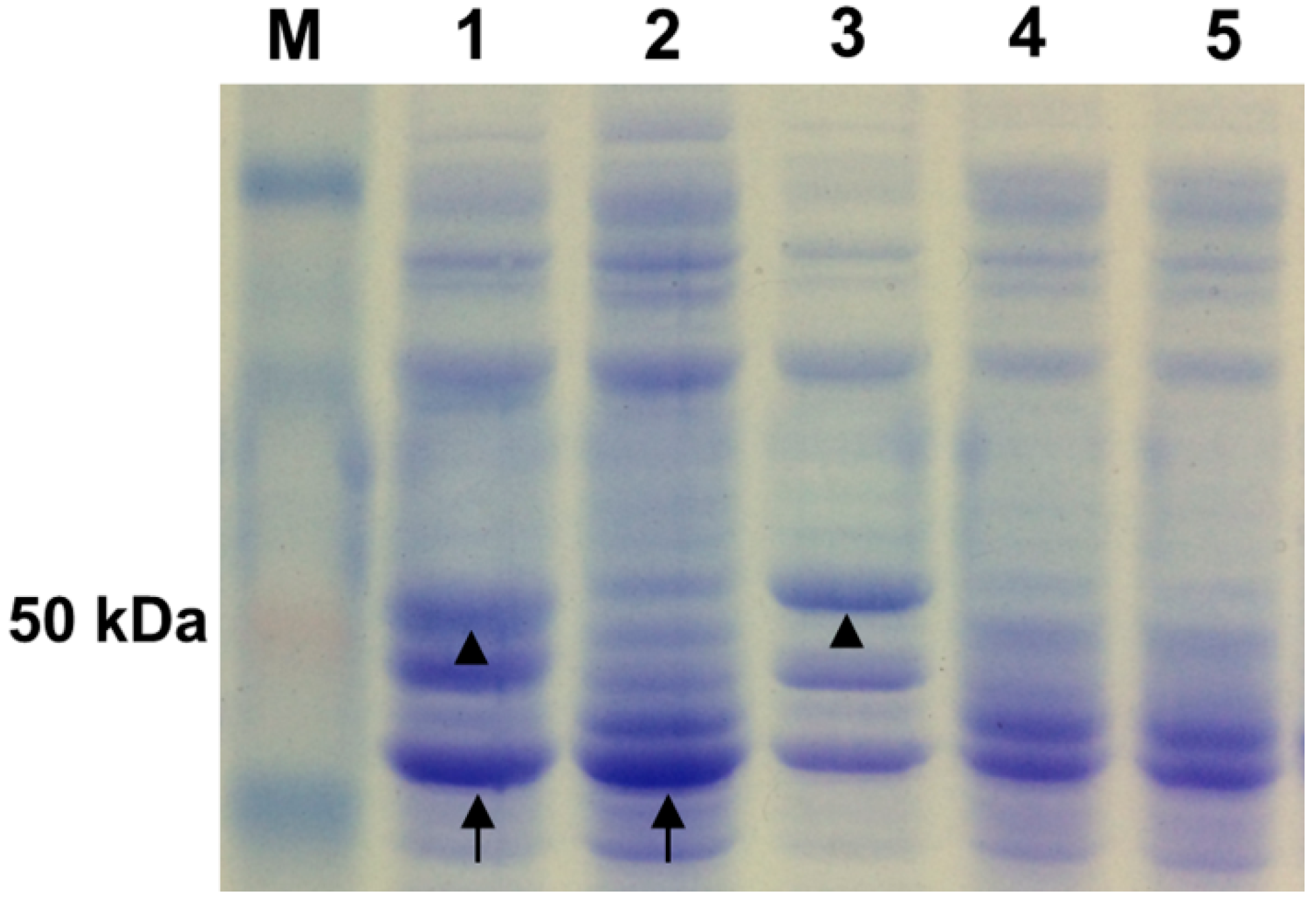 Ijms 15 12842 g004 1024