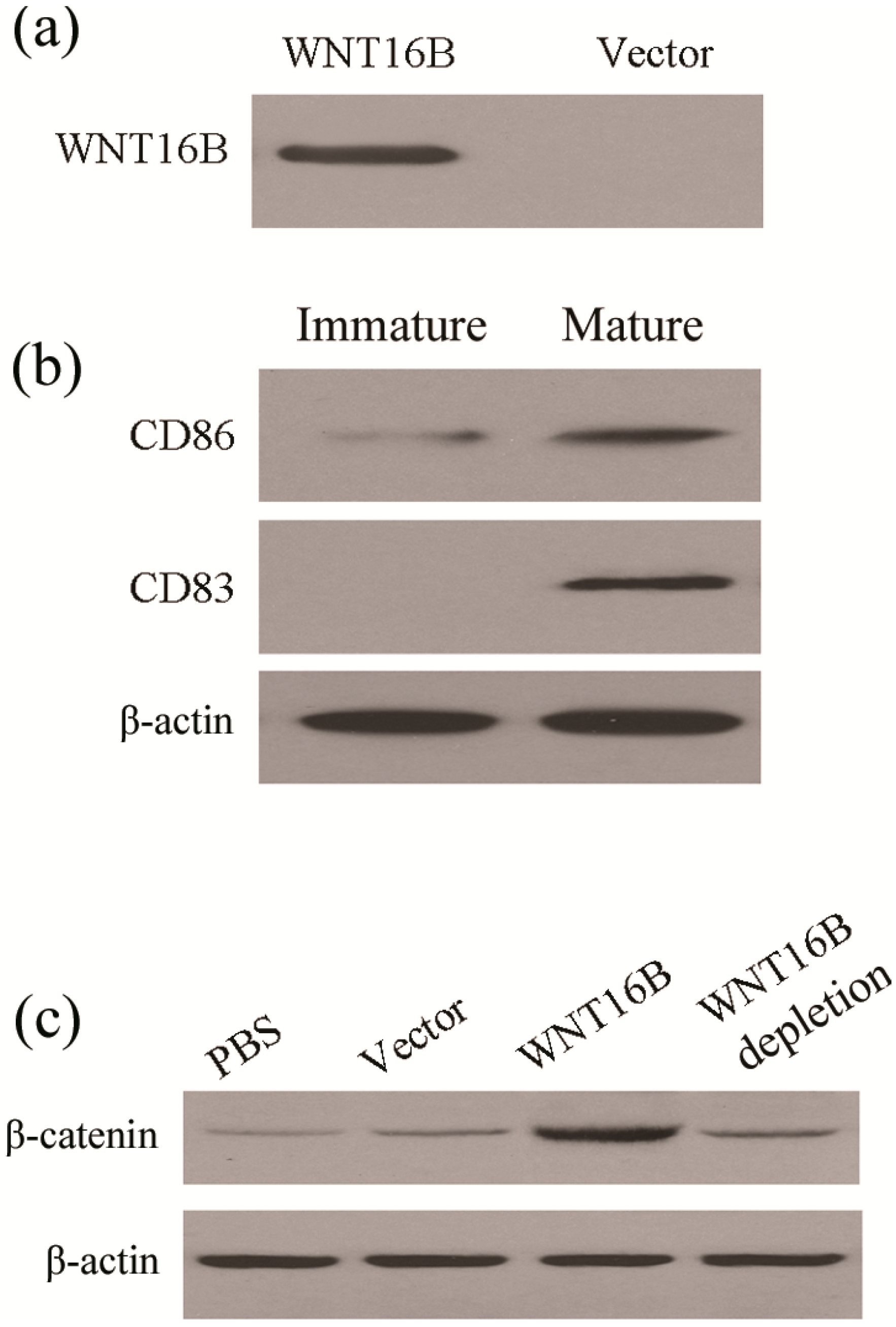 Ijms 15 12928 g002 1024