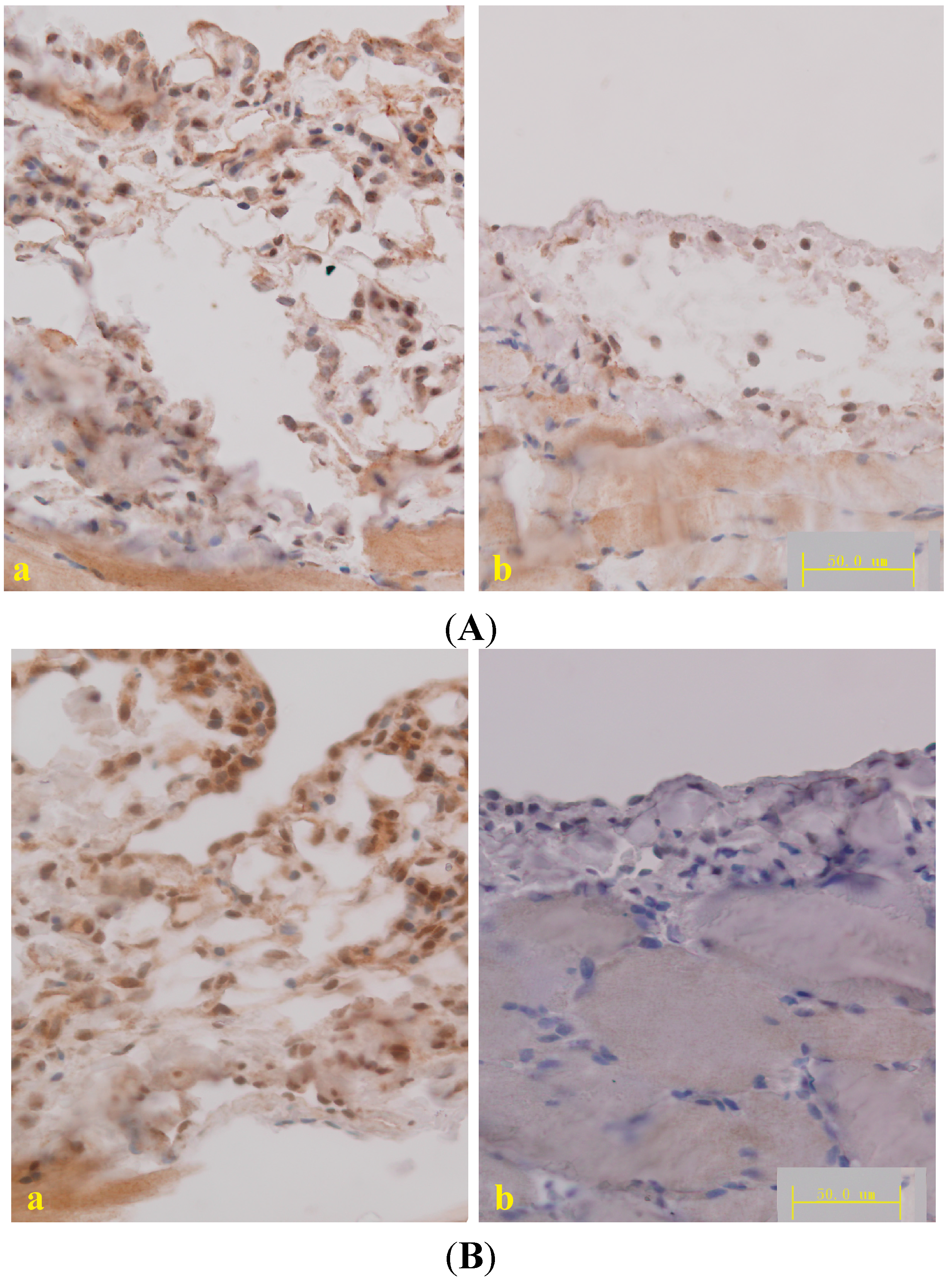 Ijms 15 12959 g004 1024