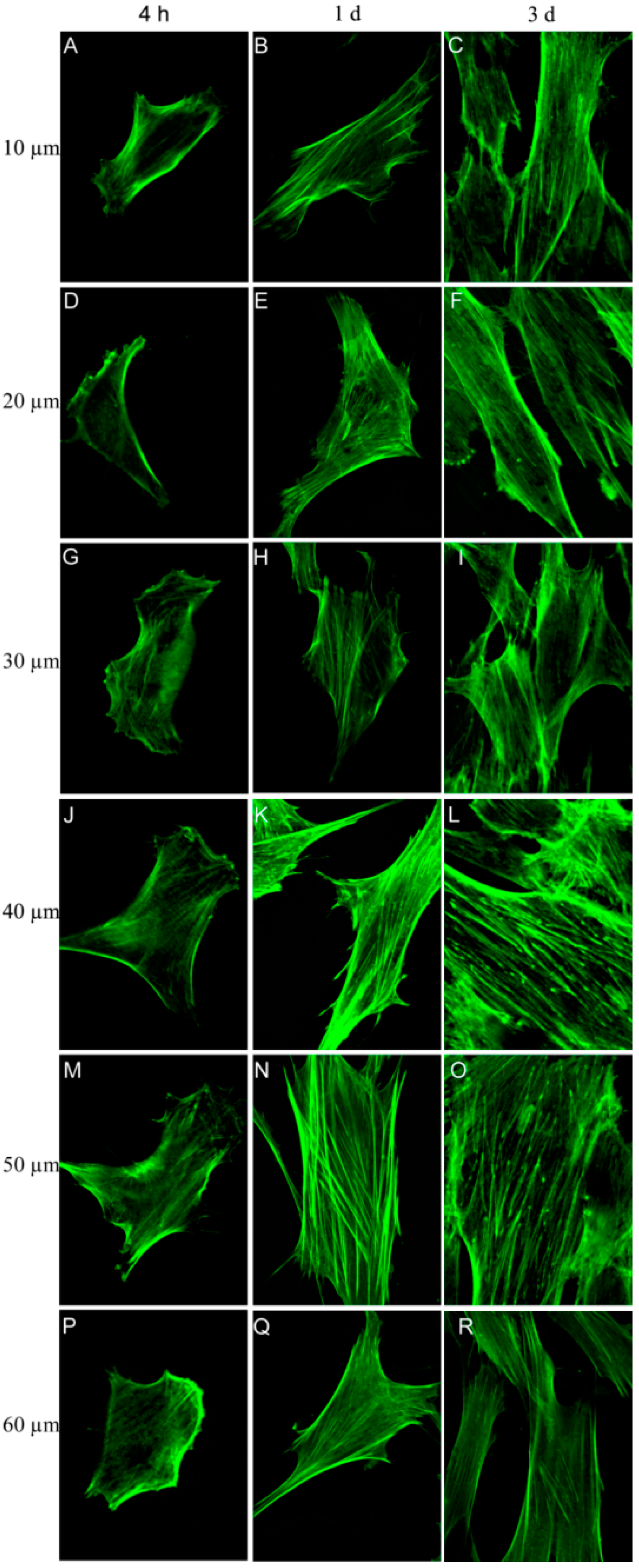 Ijms 15 12998 g004 1024