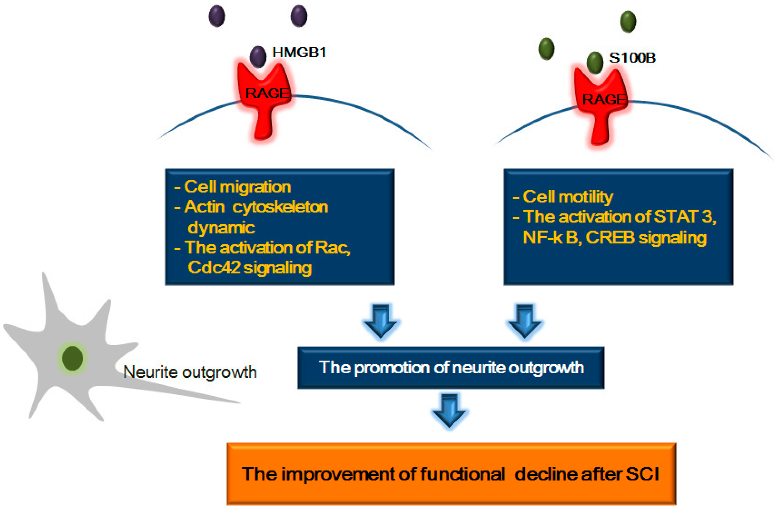 Ijms 15 13172 g003 1024