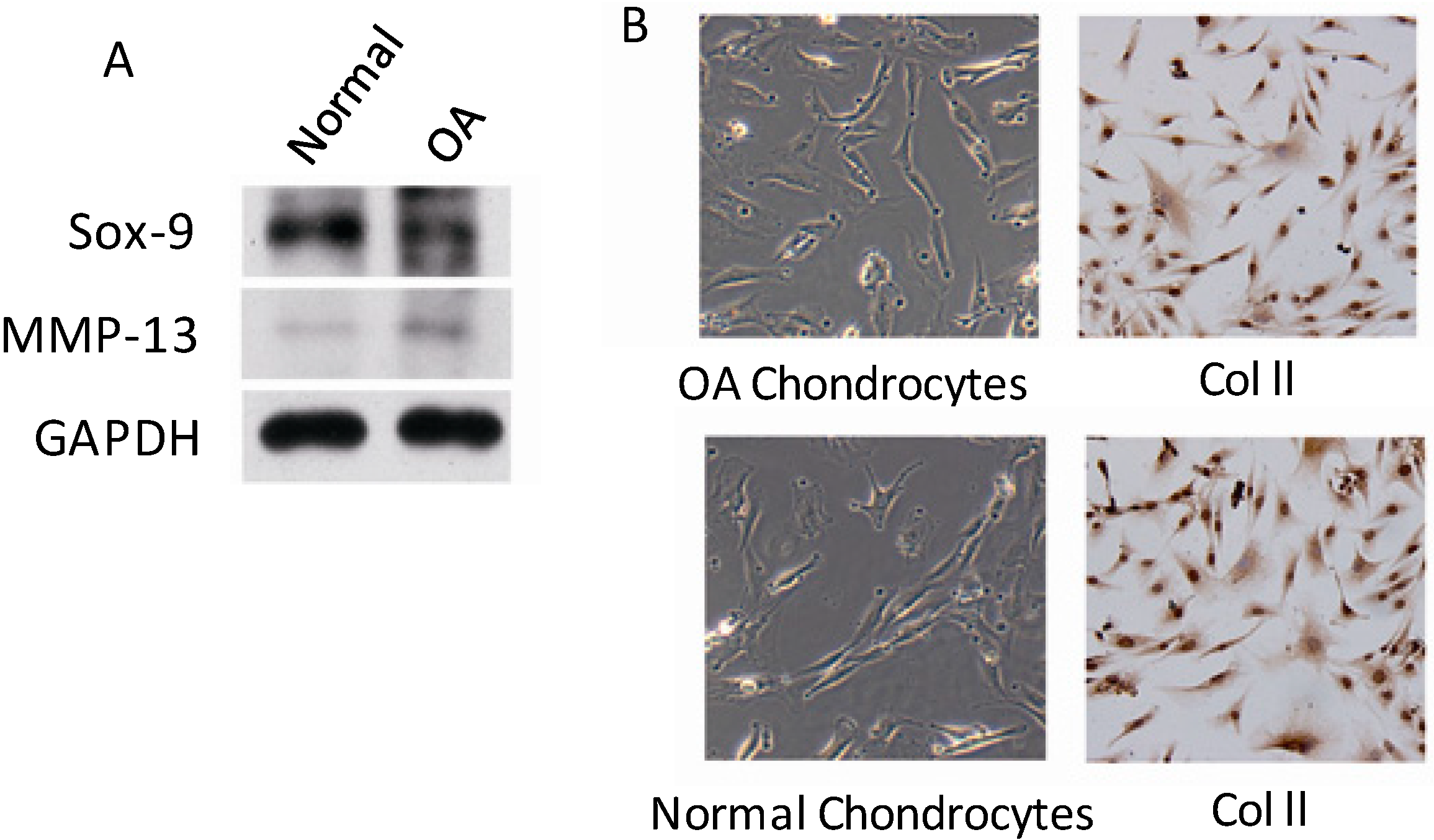 Ijms 15 13236 g005 1024