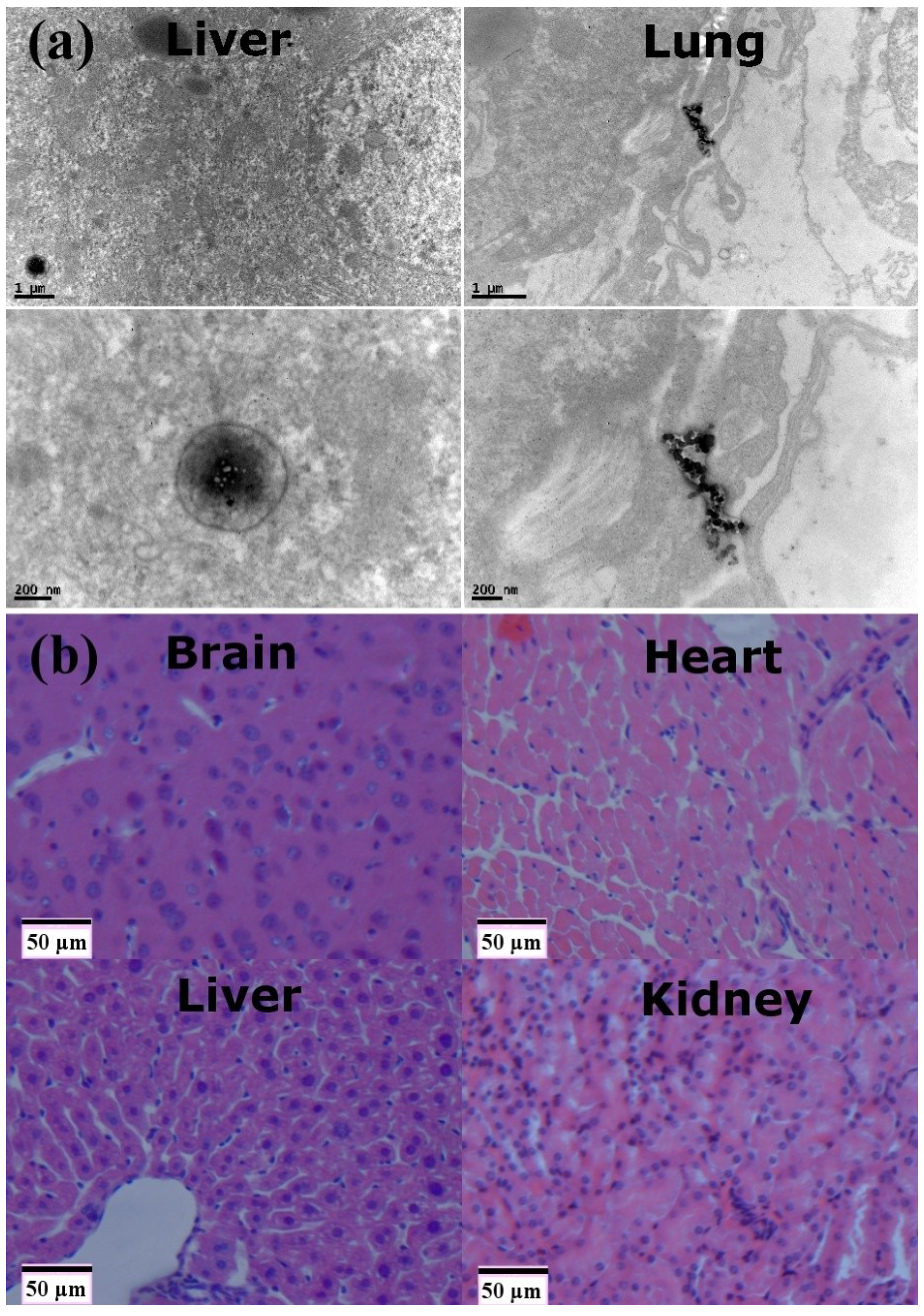 Ijms 15 13649 g005 1024