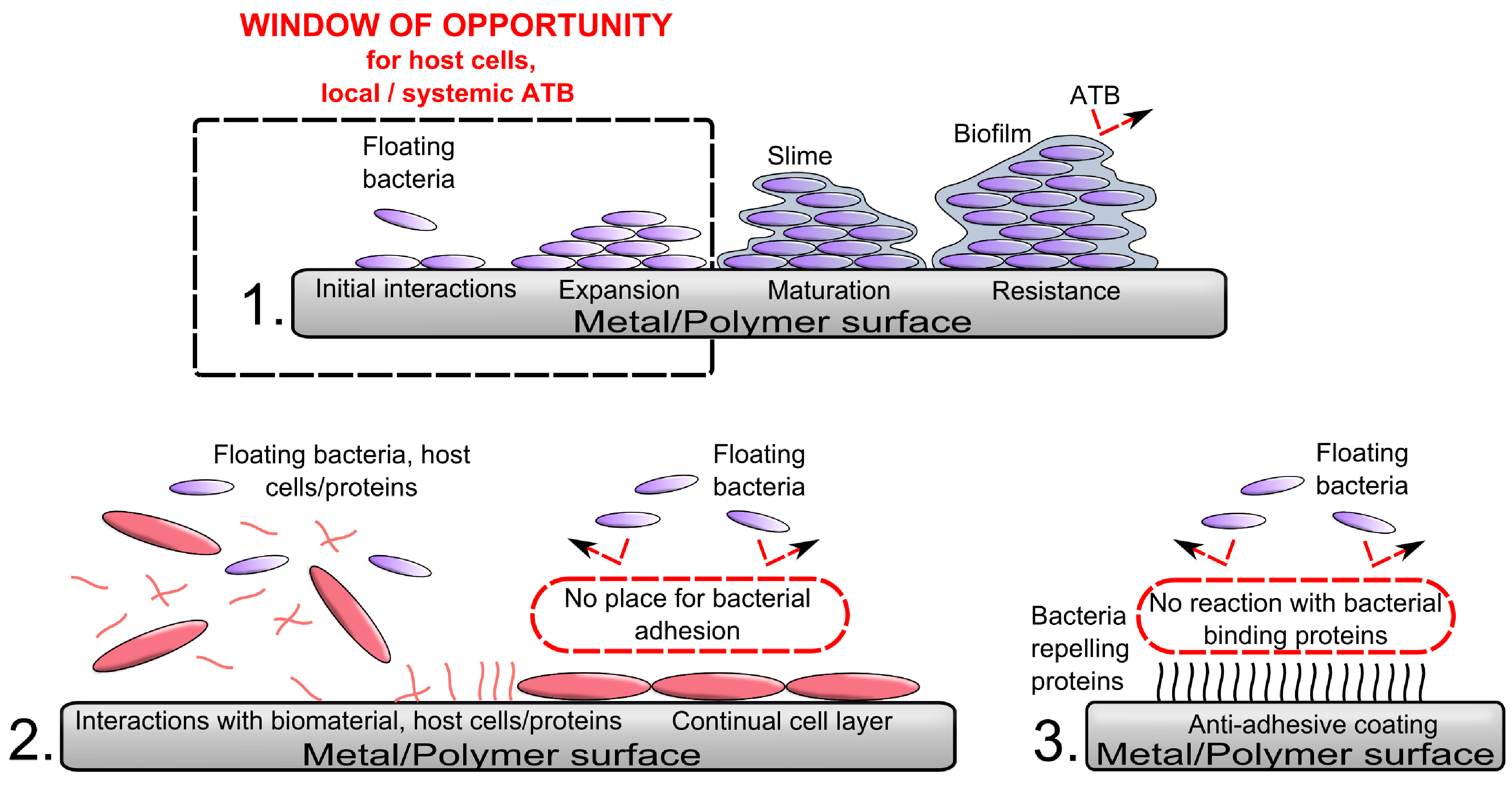 Frontiers  Antibacterial intraosseous implant surface coating