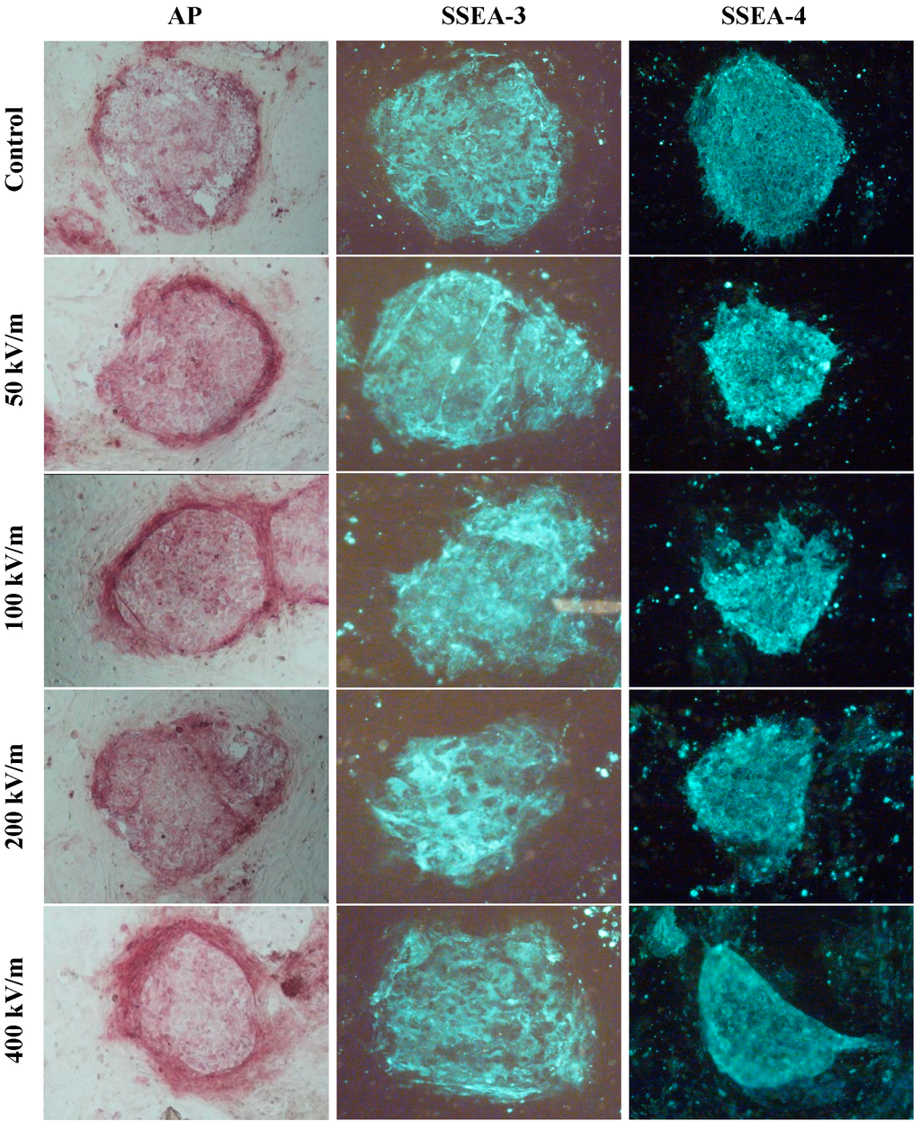 IJMS Free FullText Effects of Pulsed Field on