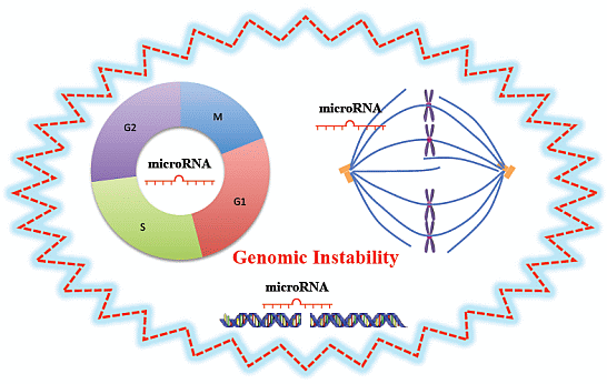 Cancer genetic instability