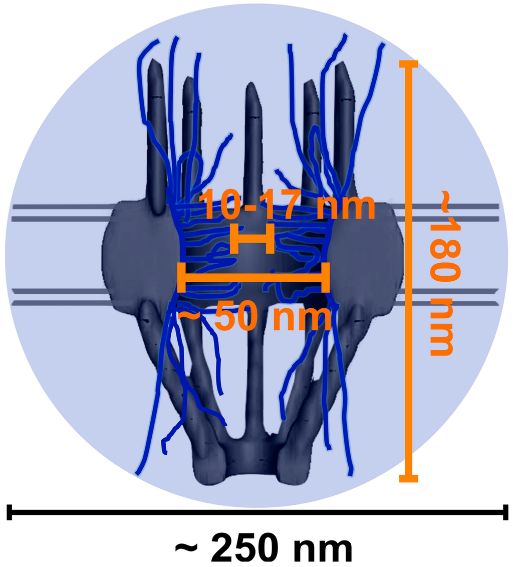 Nuclear Pore Structure