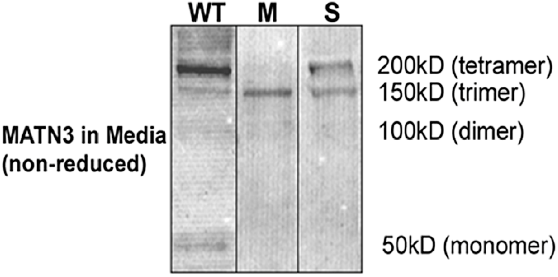 Ijms 15 14555 g002 1024