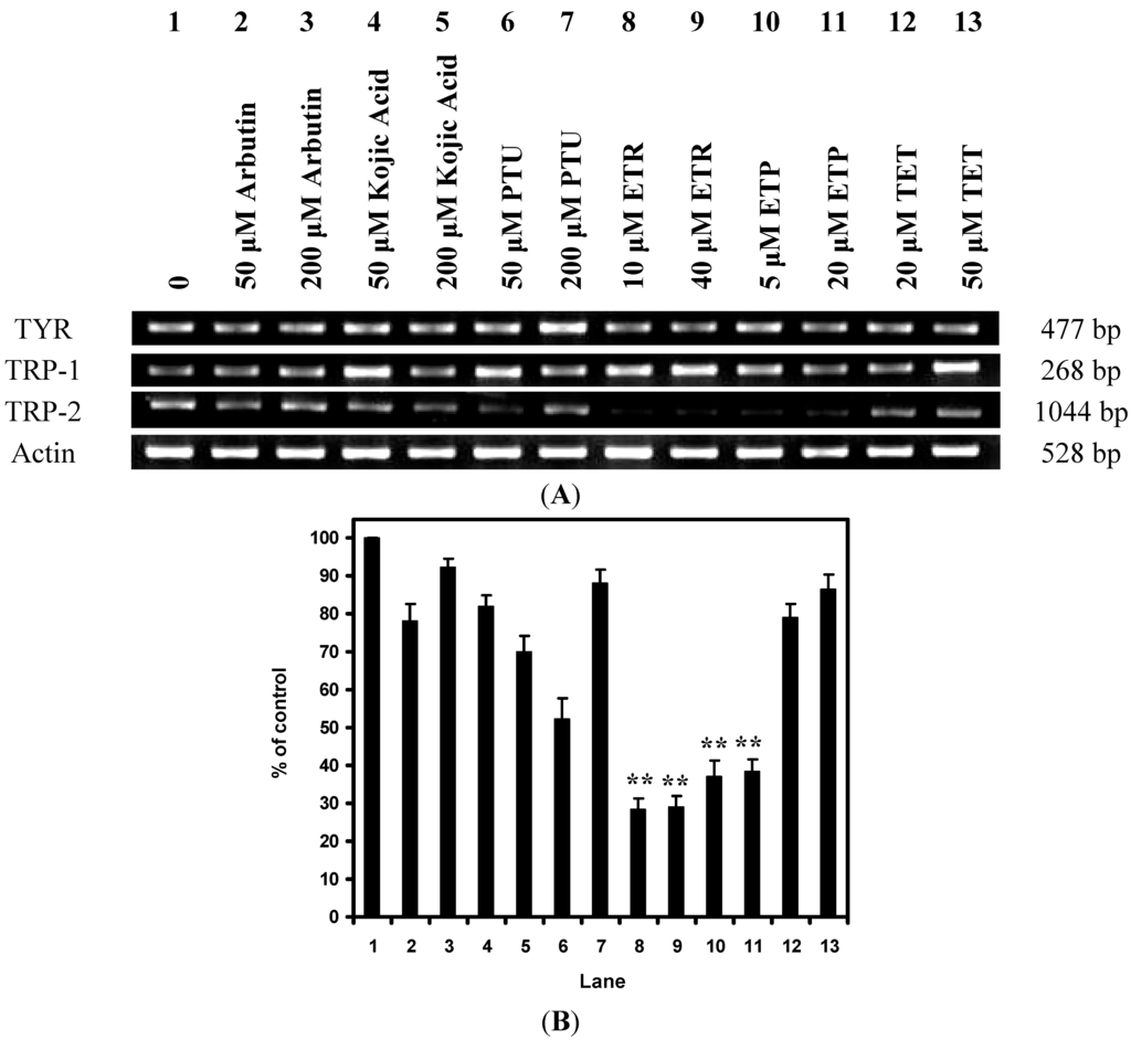 Mechanistic Studies of Anti-Hyperpigmentary Compounds