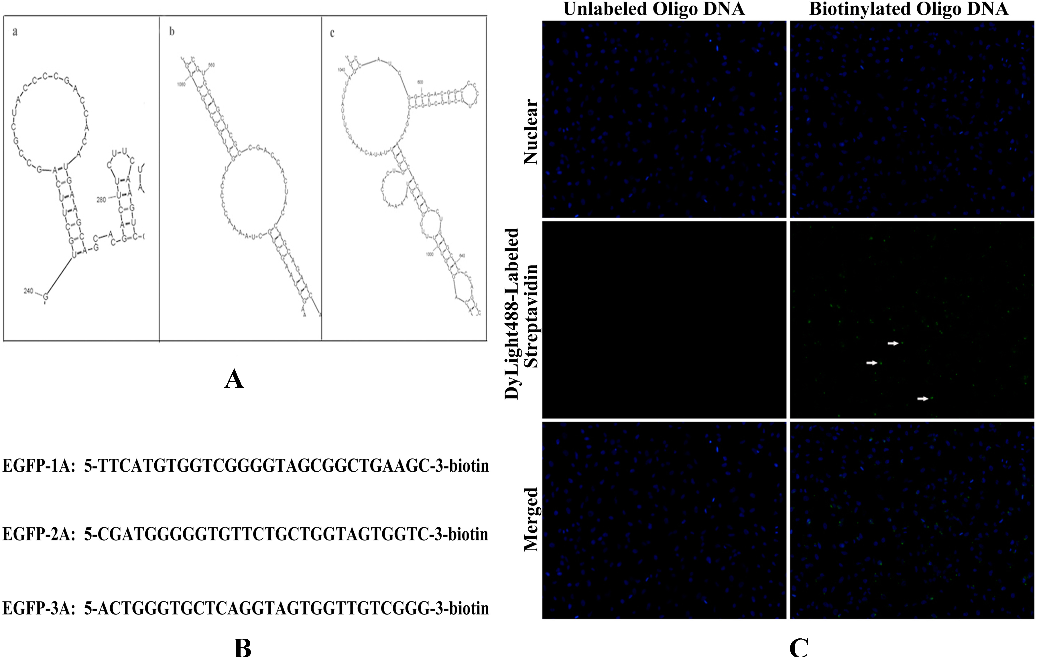 Ijms 15 14753 g003 1024