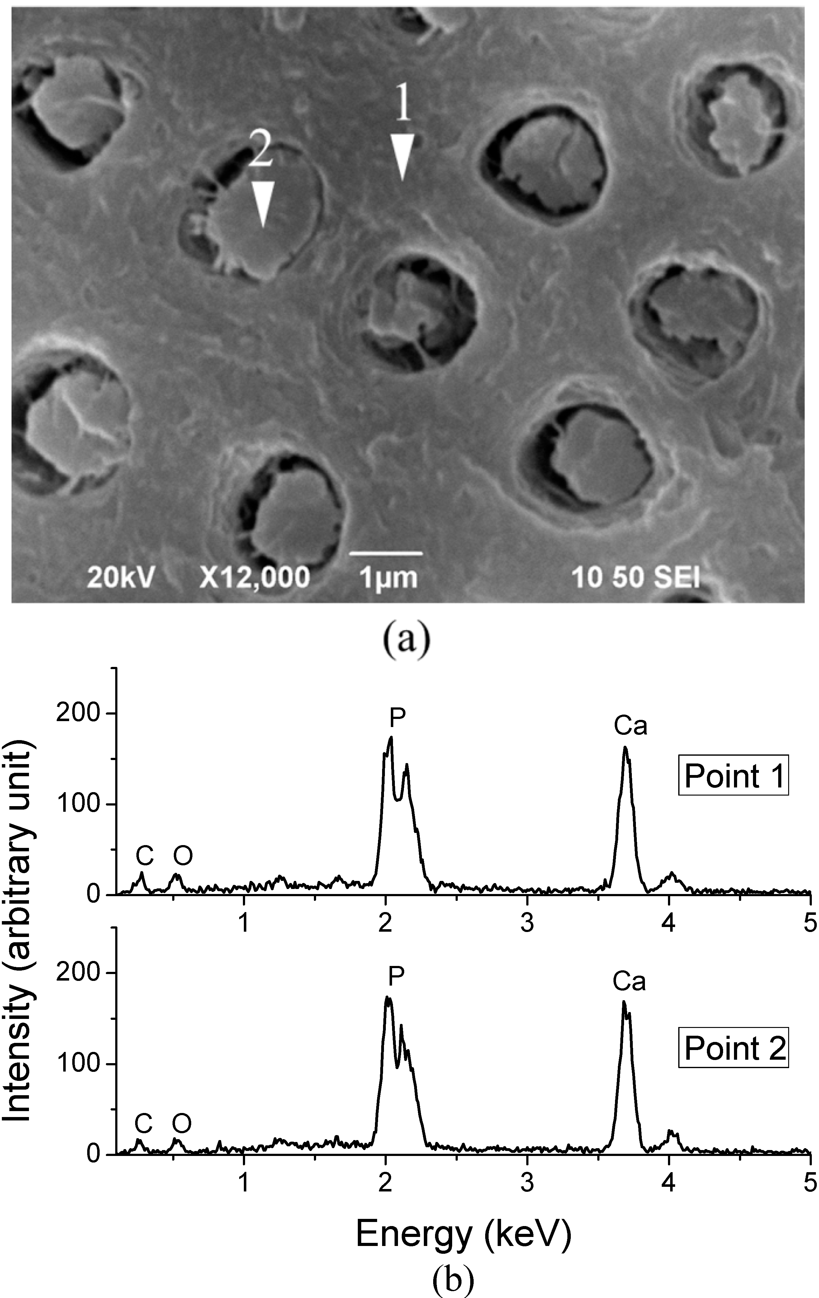 Ijms 15 14909 g003 1024