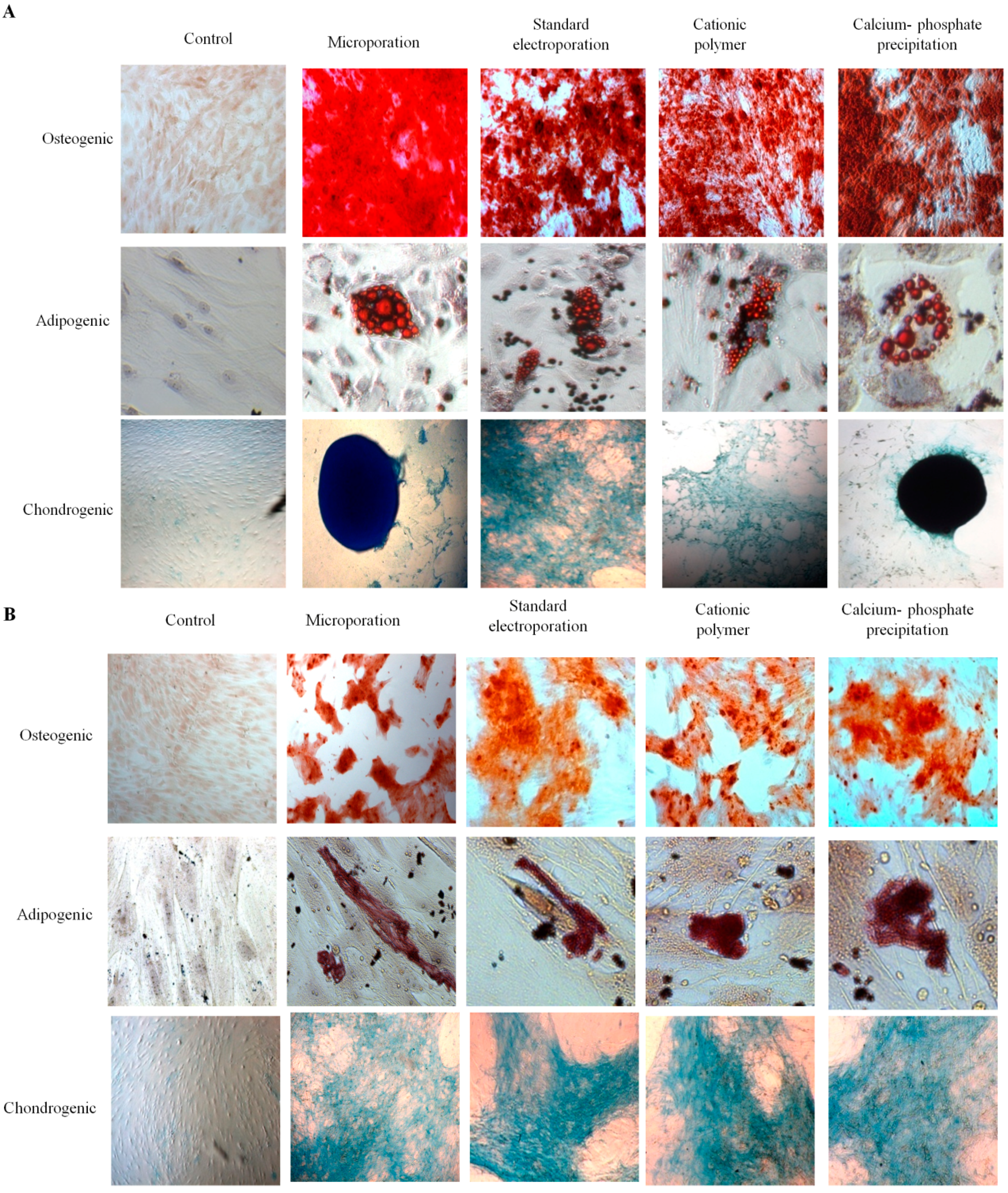 Ijms 15 15044 g005 1024