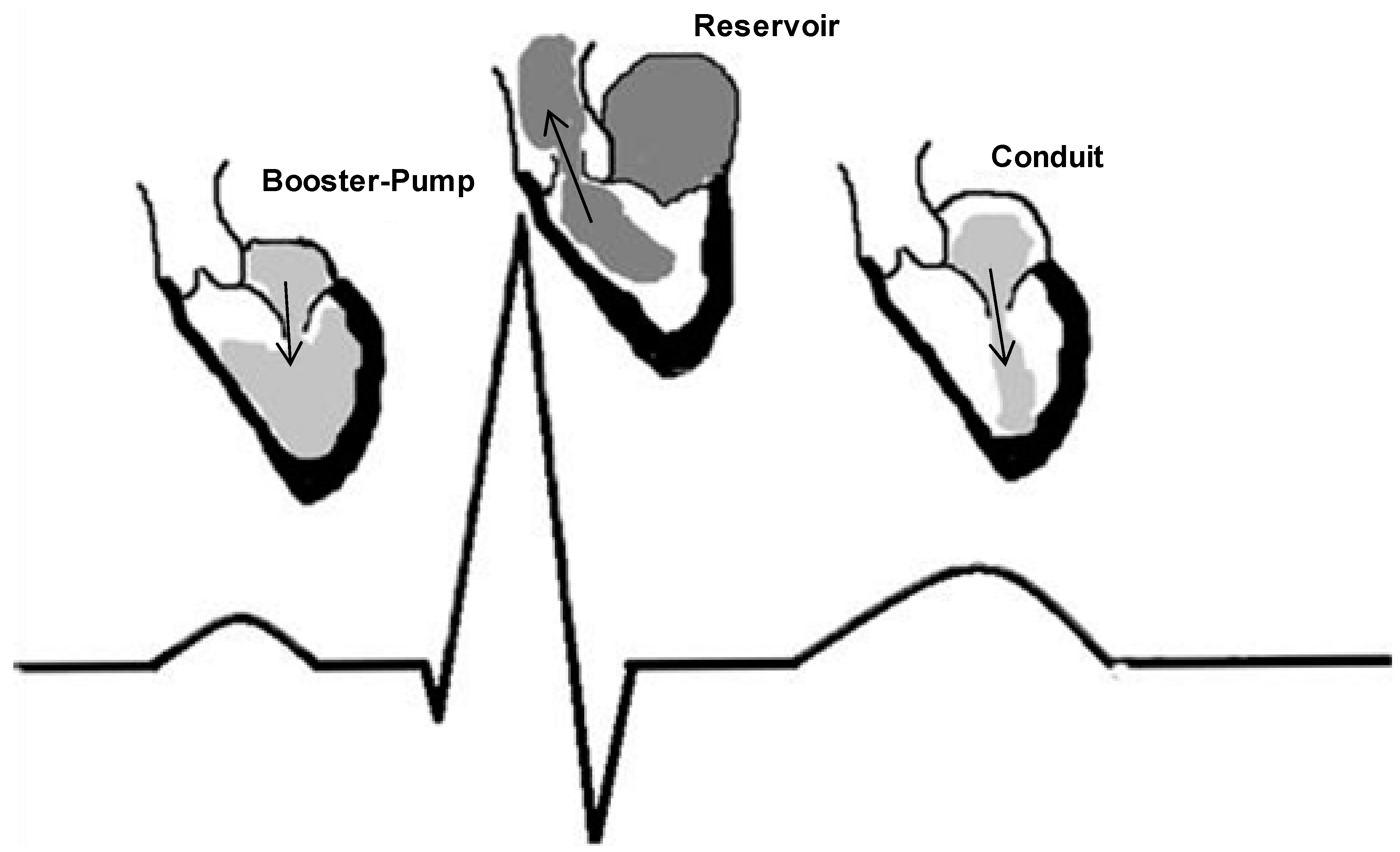 Left Atrial Structure and Function, and Left Ventricular Diastolic  Dysfunction: JACC State-of-the-Art Review - ScienceDirect