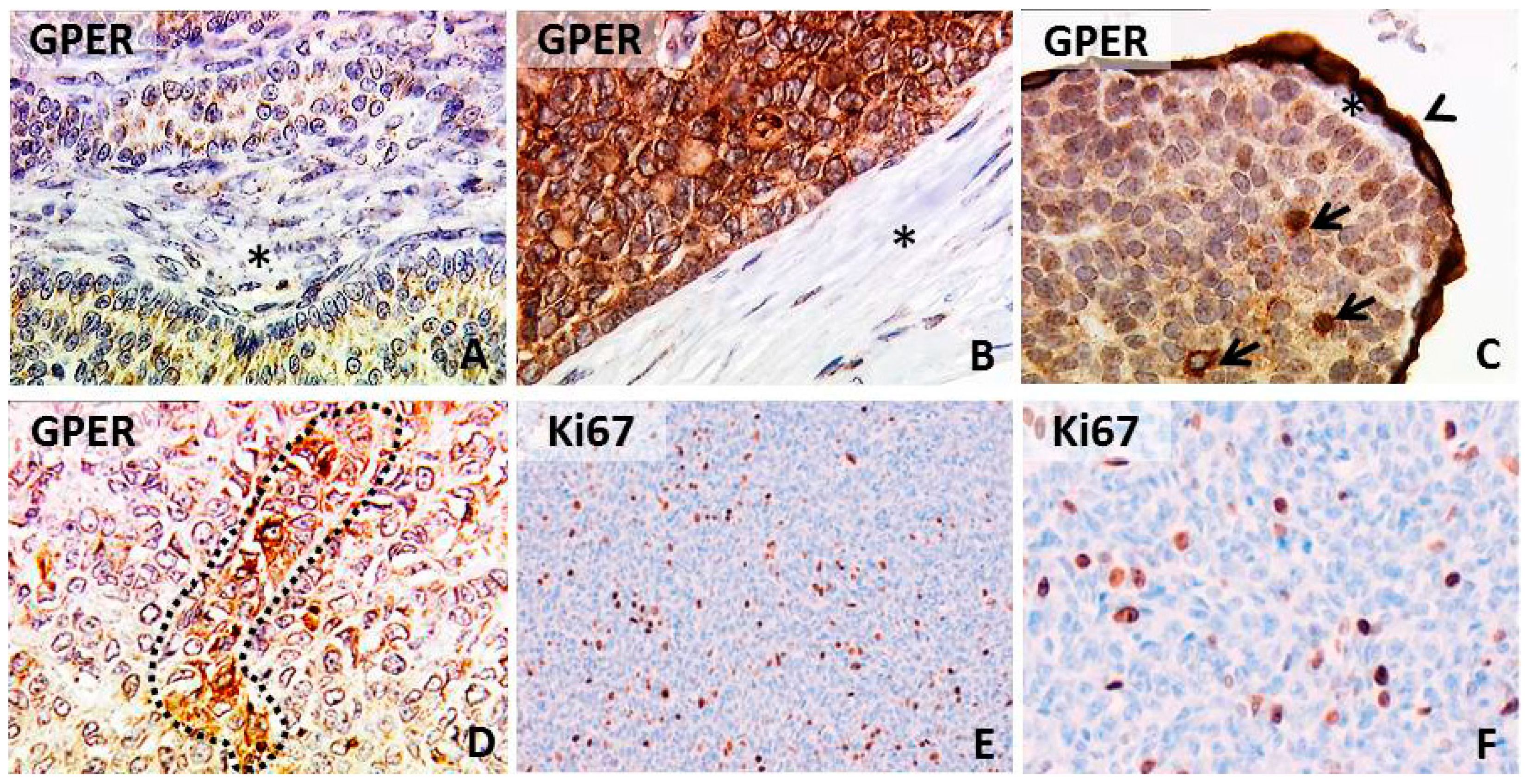 Ijms 15 15161 g001 1024