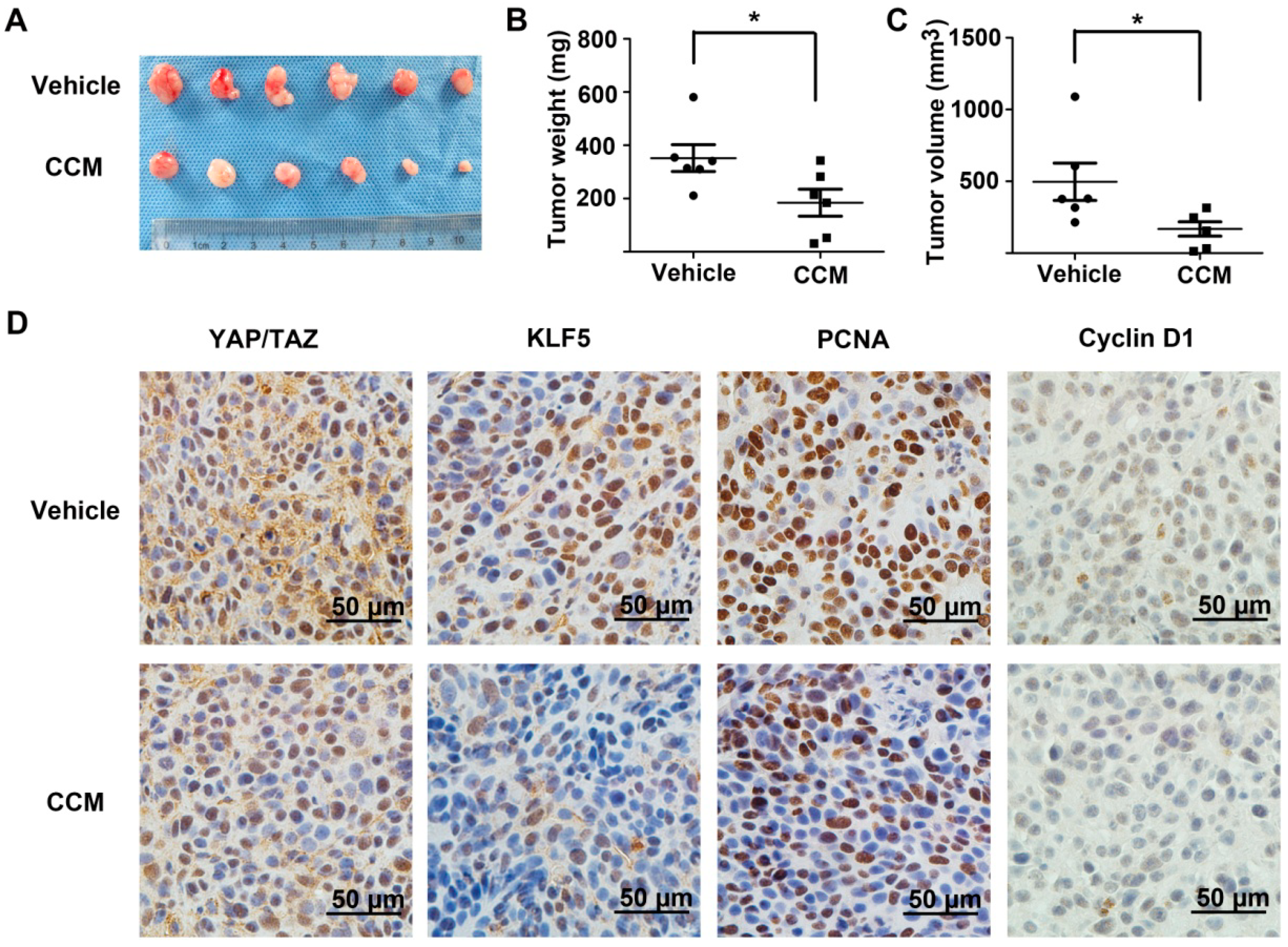 Ijms 15 15173 g006 1024