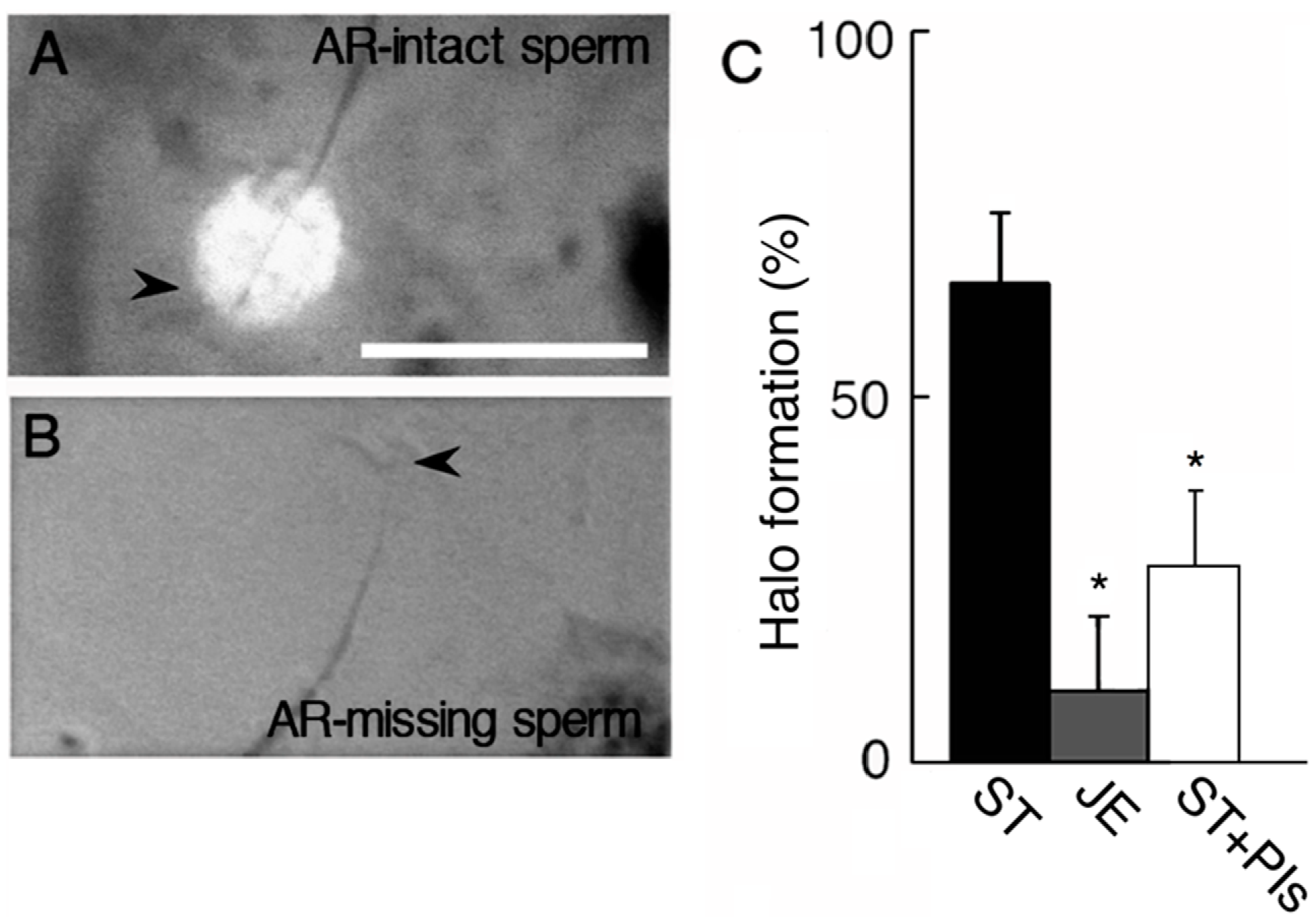 gelatin lumps in sperm gelatin lumps in sperm